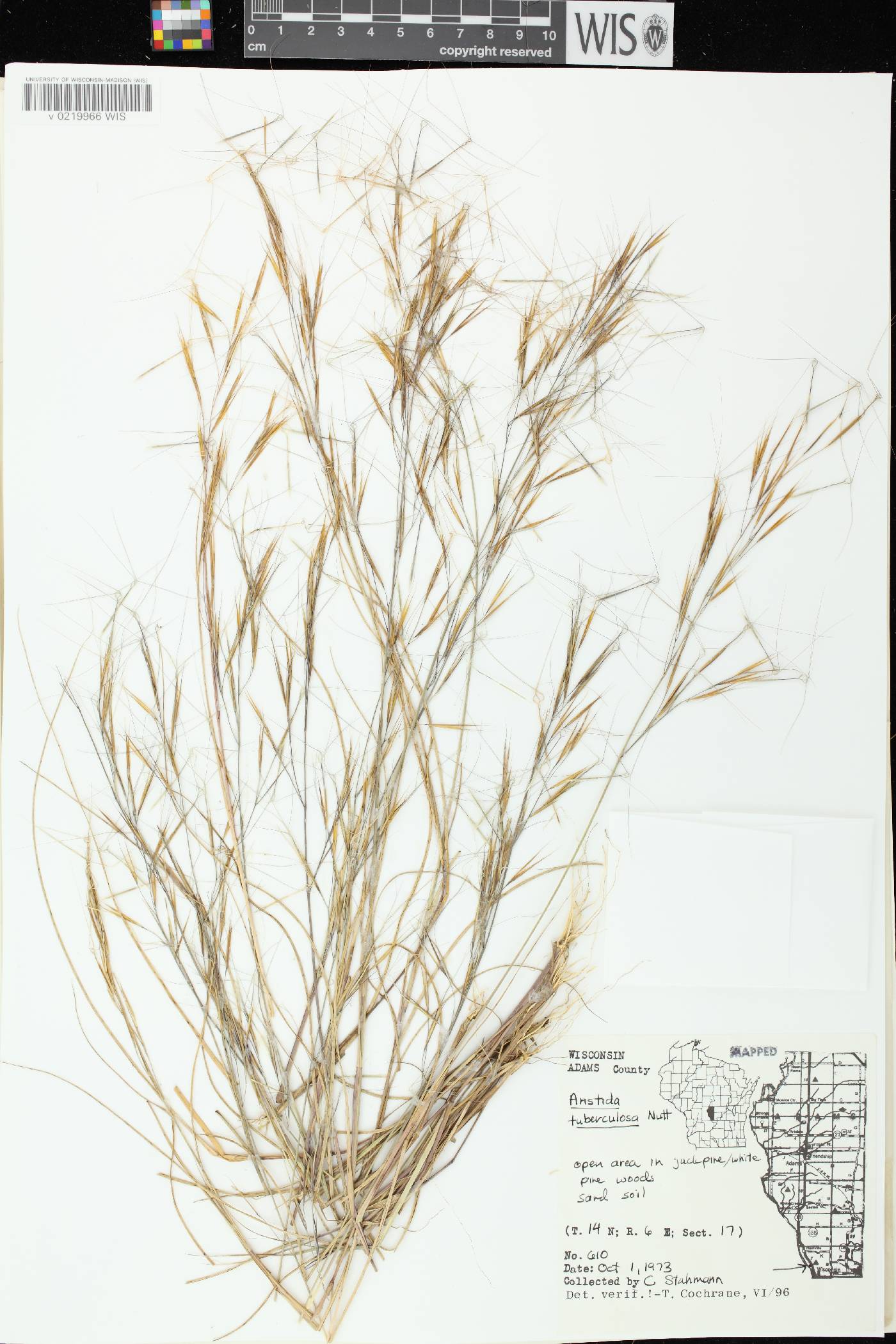 Aristida tuberculosa image