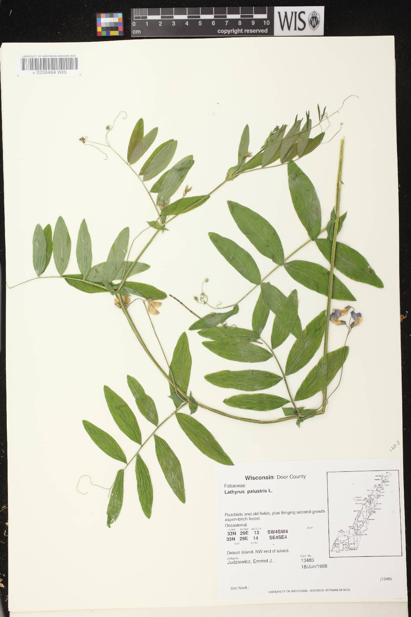 Lathyrus palustris image