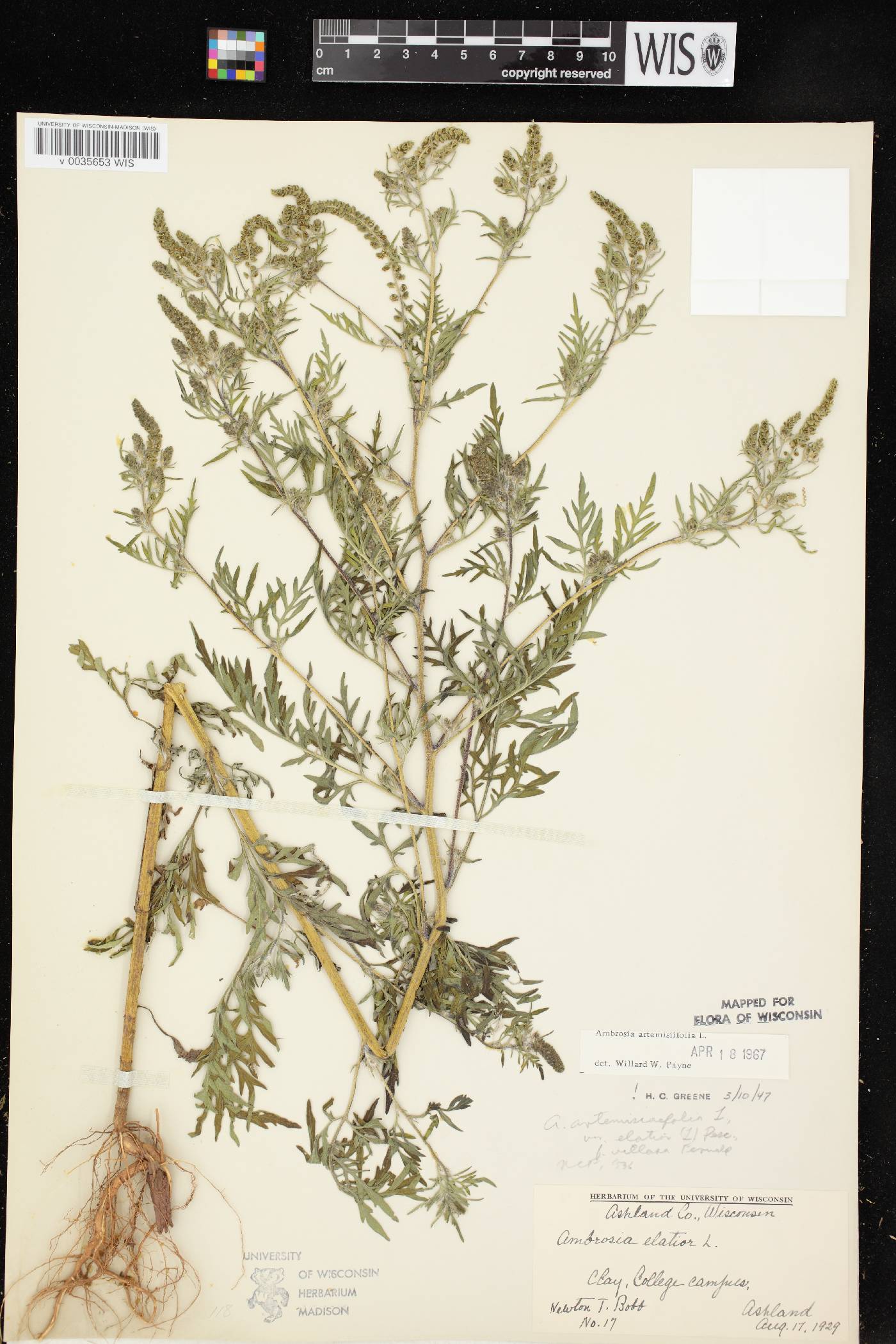 Ambrosia artemisiifolia image