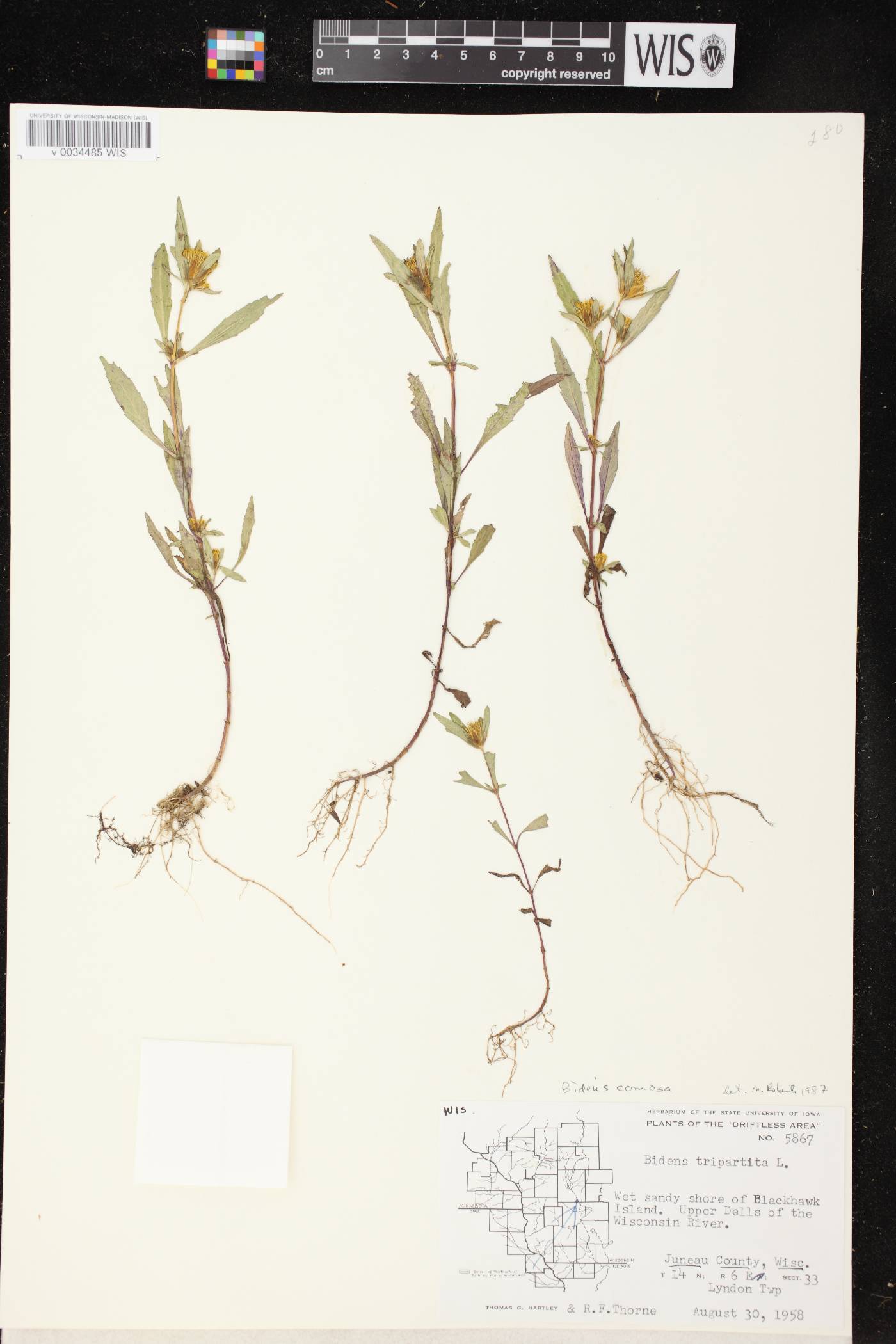 Bidens tripartita image