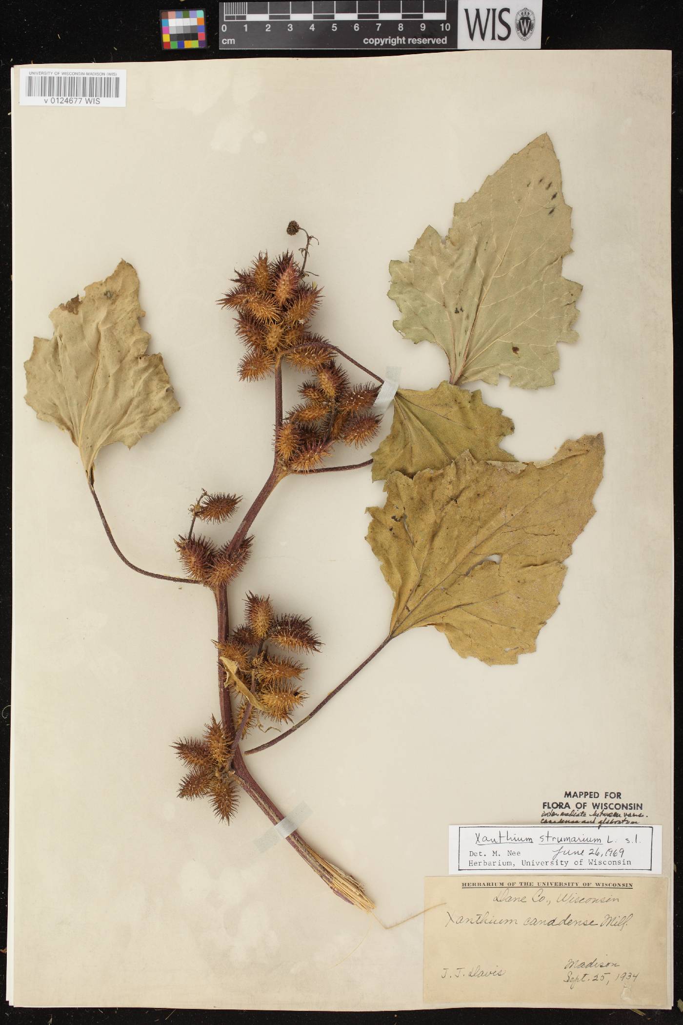 Xanthium strumarium image