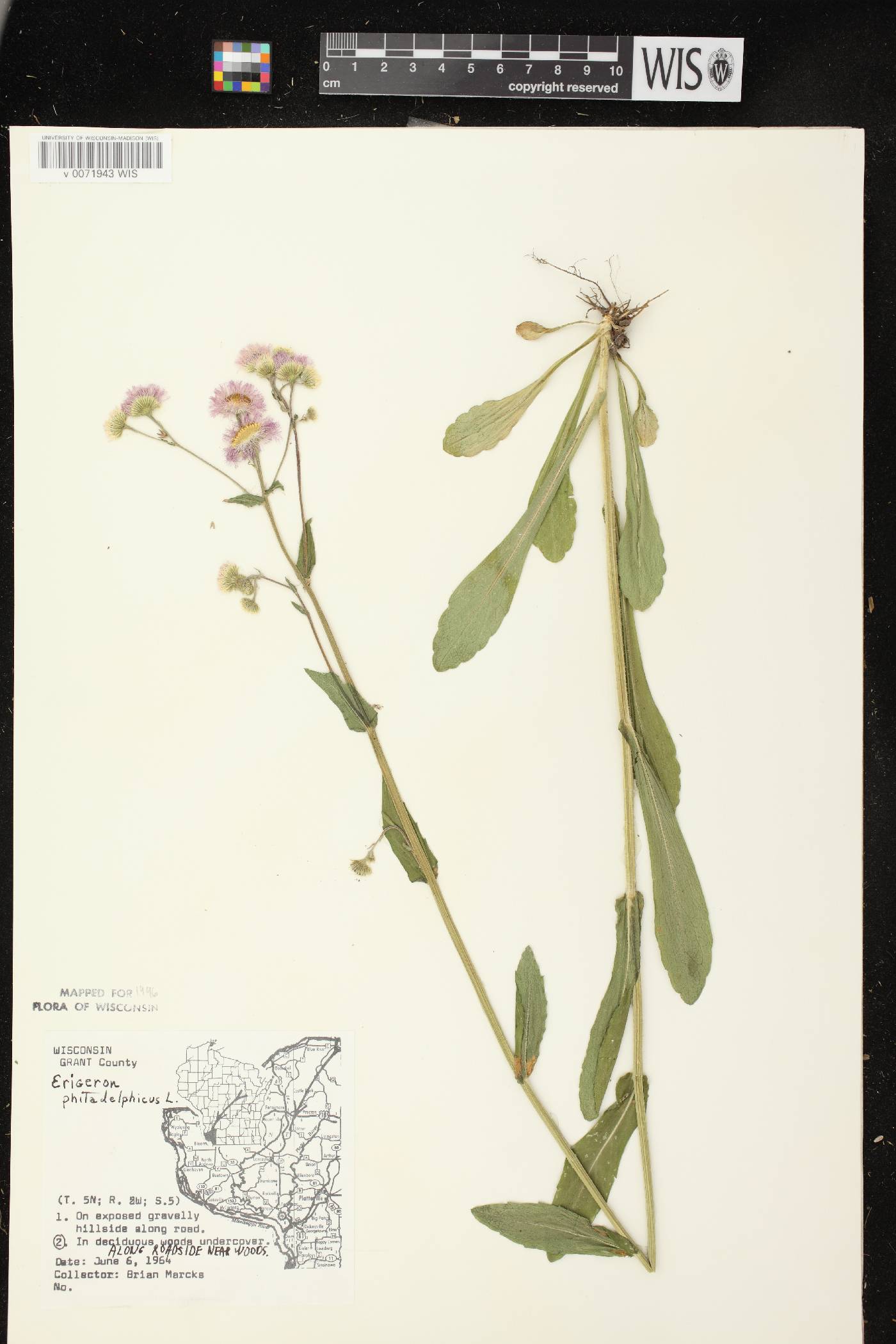 Erigeron philadelphicus var. philadelphicus image