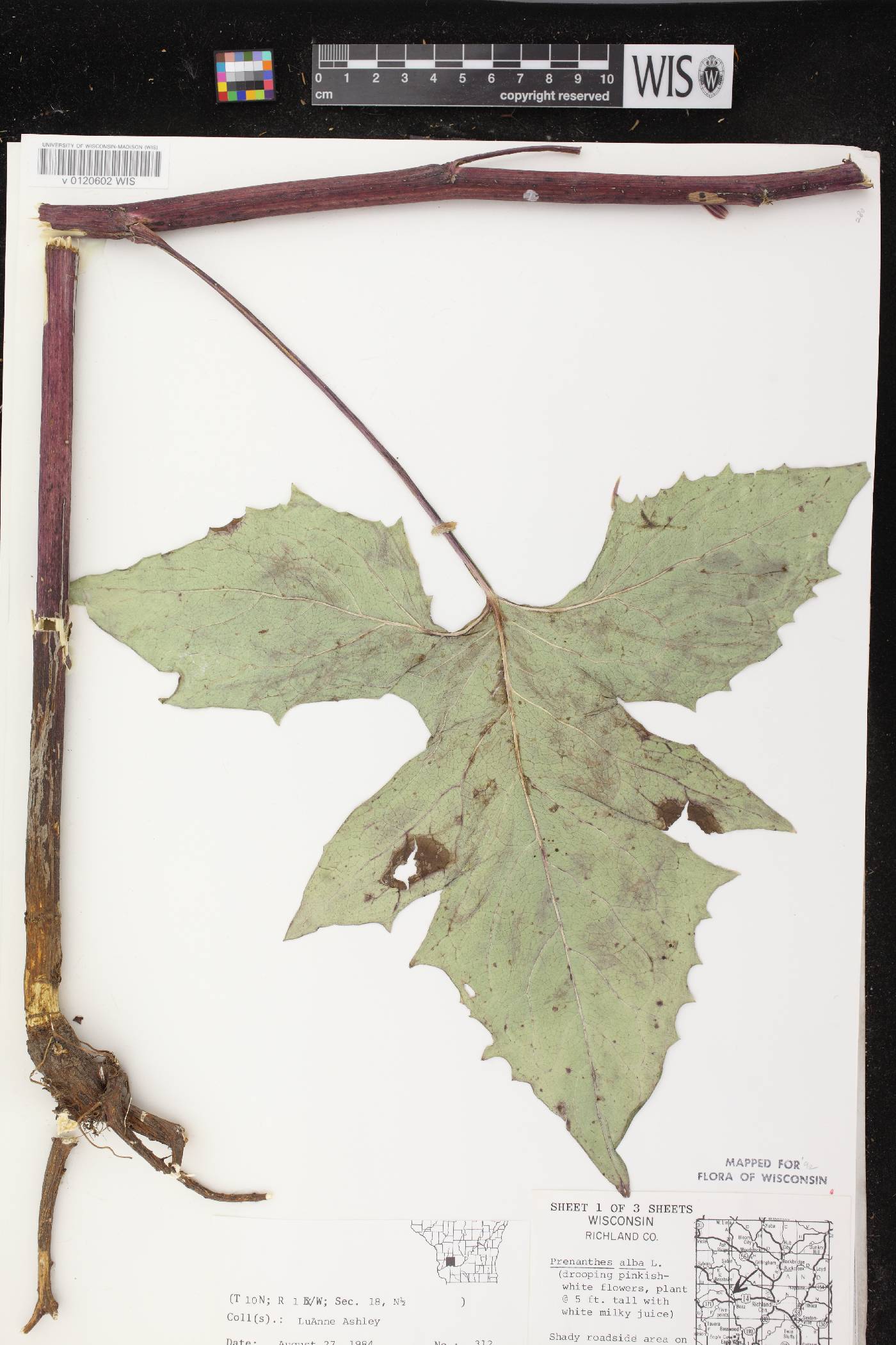 Prenanthes alba image