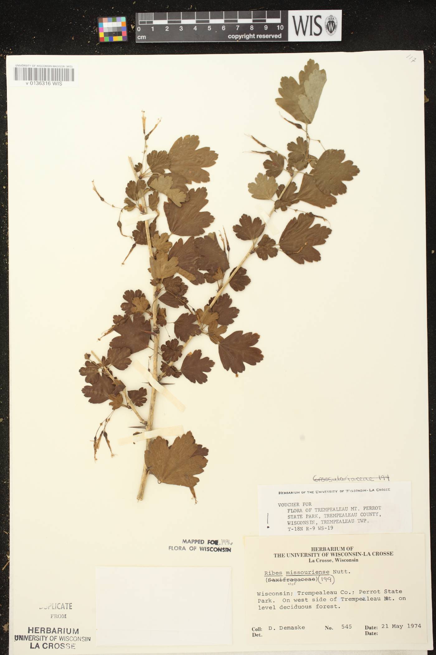 Ribes missouriense image