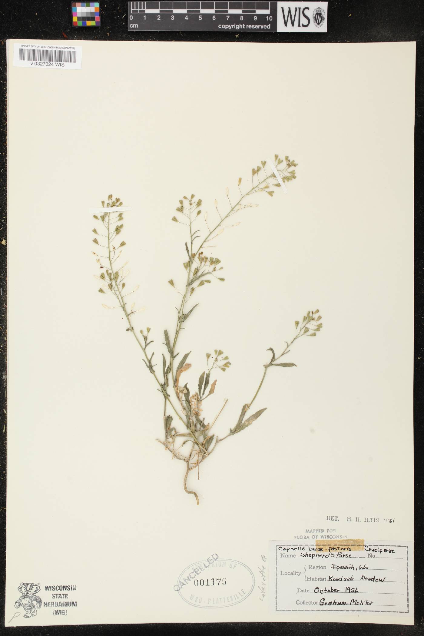 Capsella bursa-pastoris image