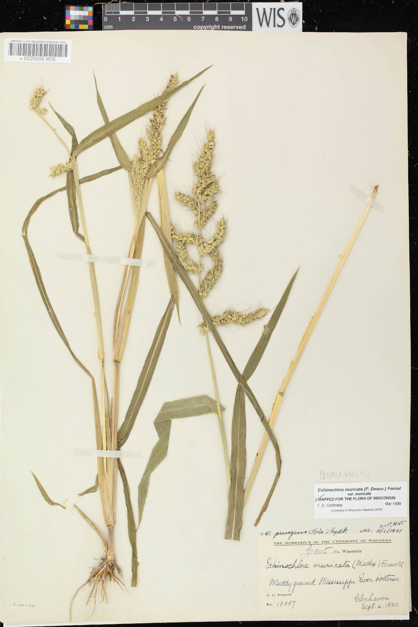 Echinochloa muricata var. muricata image