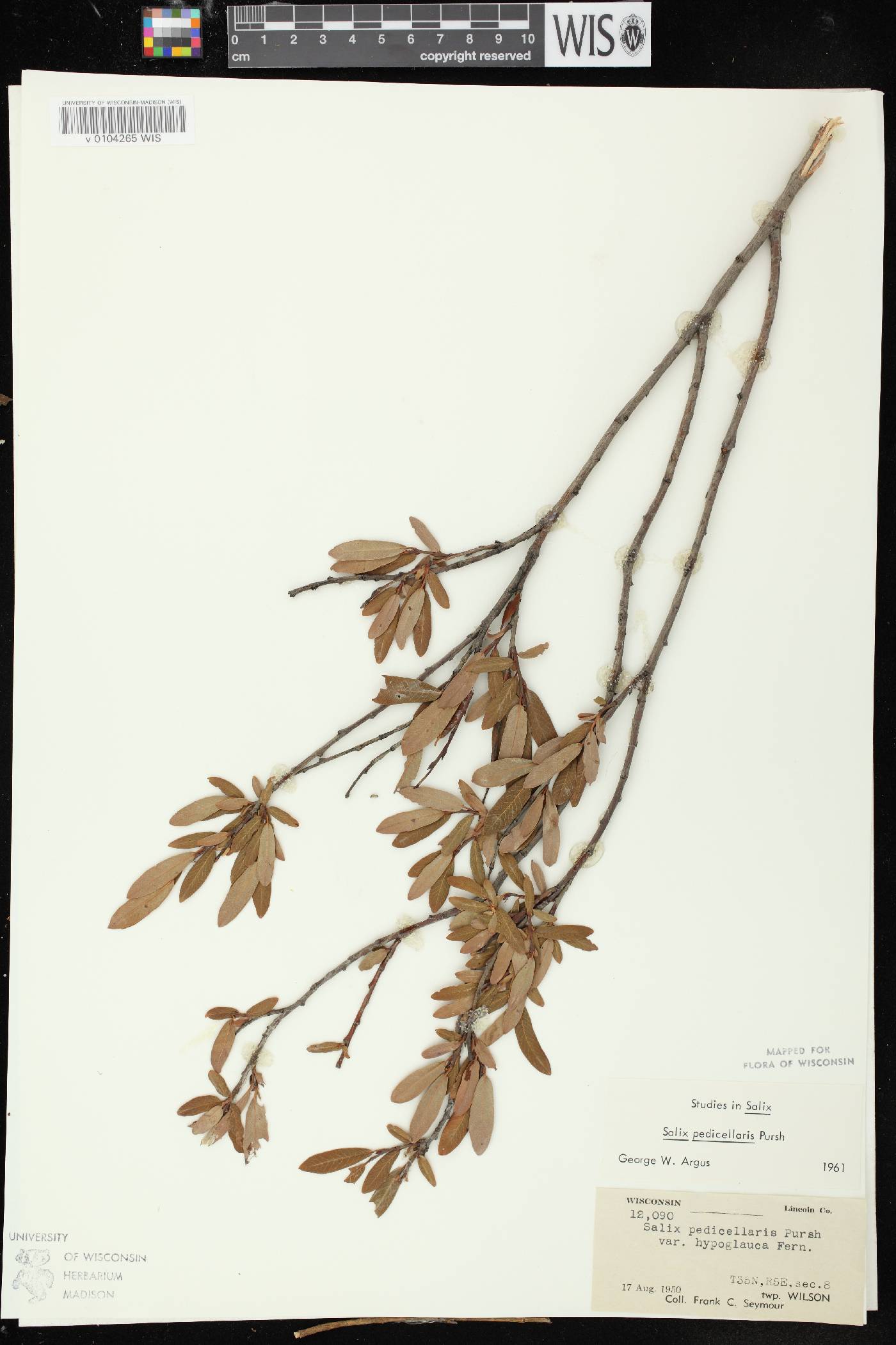 Salix pedicellaris image