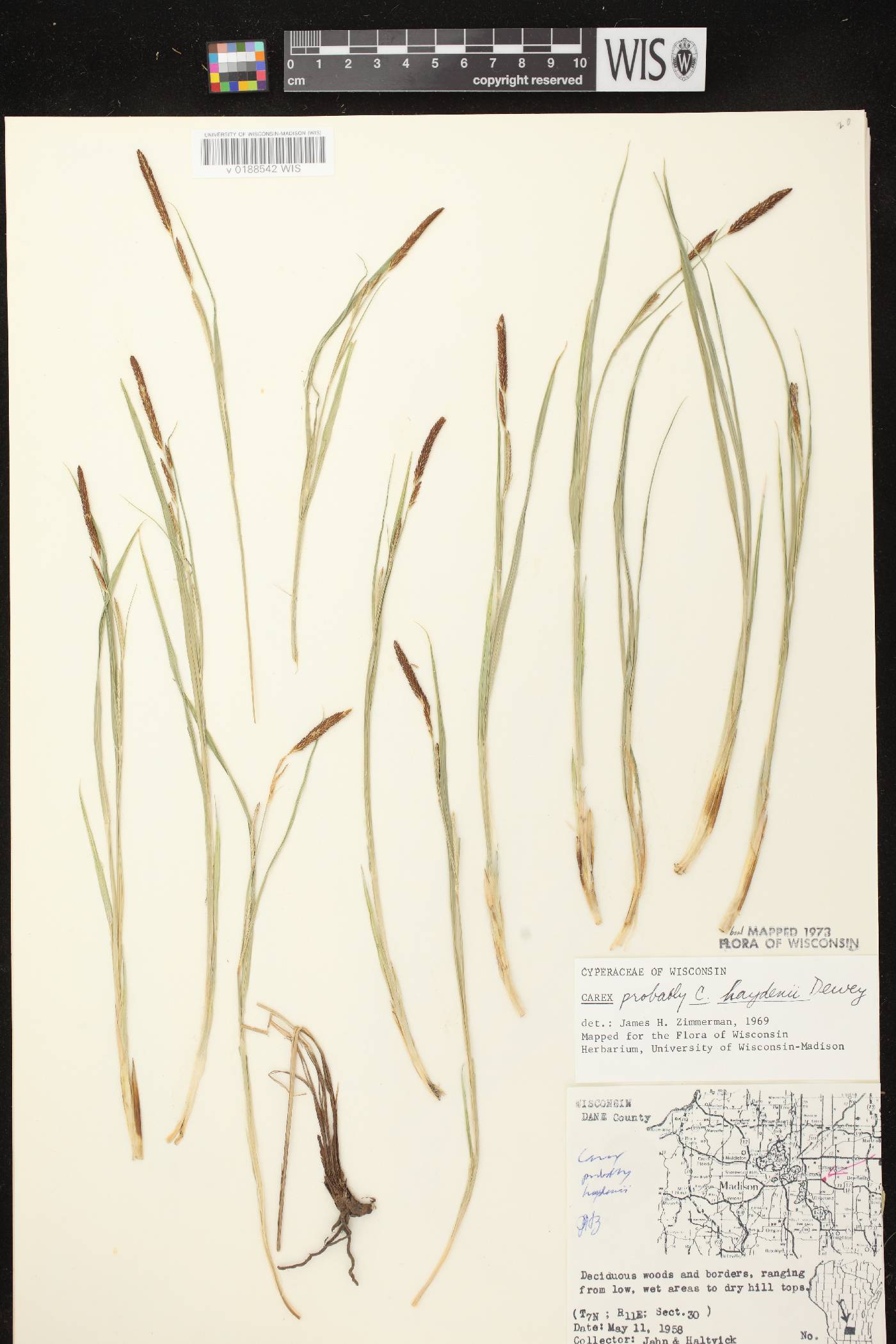 Carex haydenii image