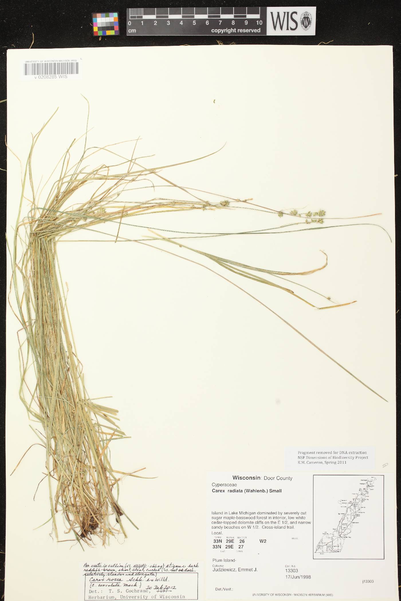 Carex radiata image
