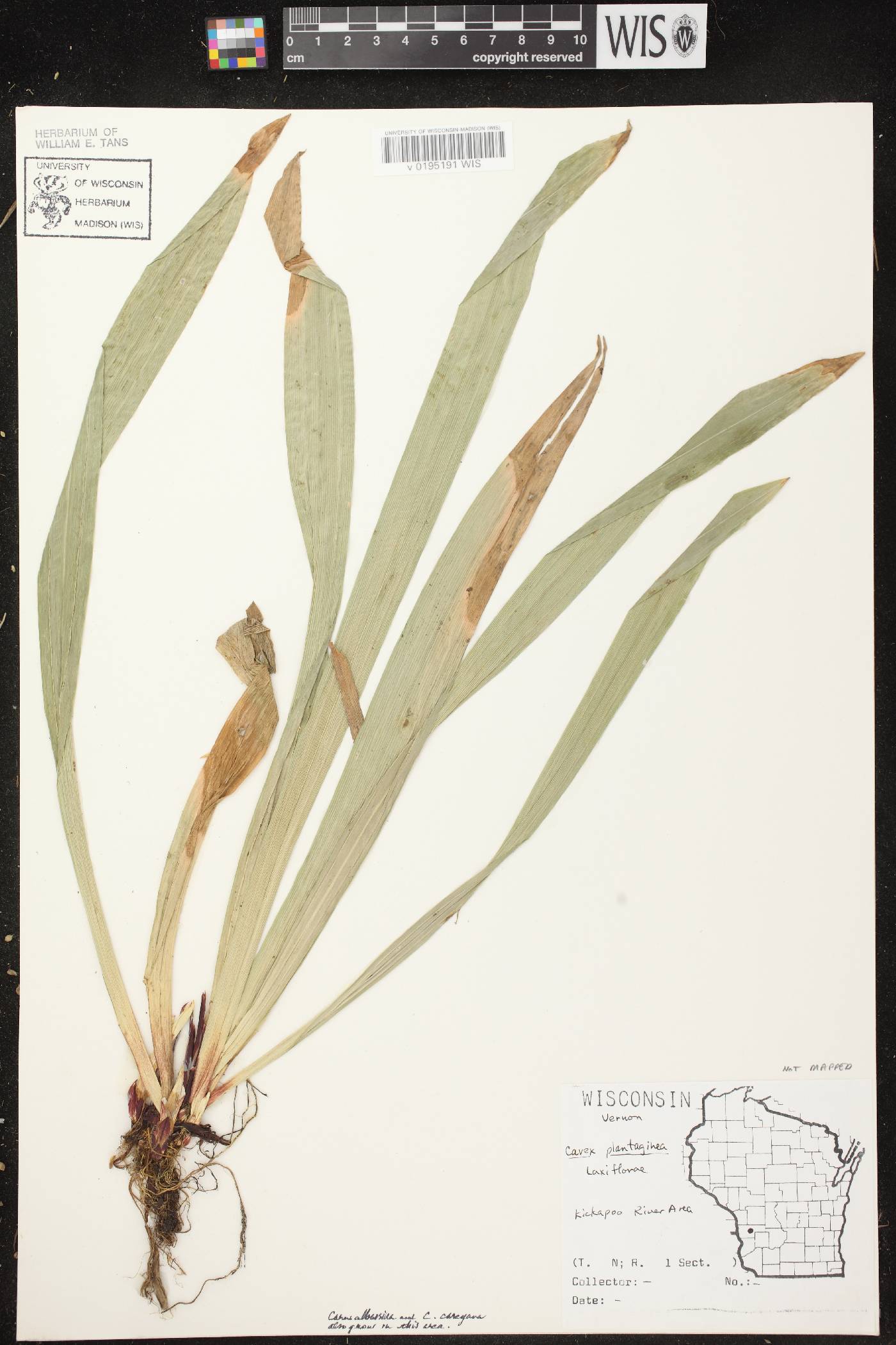 Carex plantaginea image