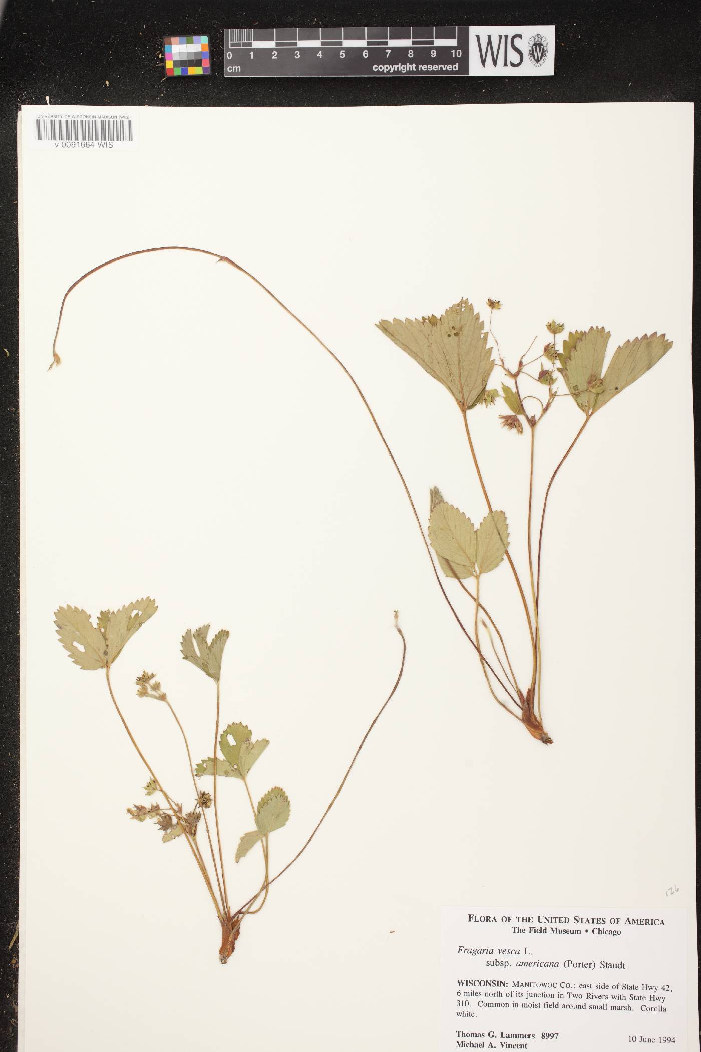 Fragaria vesca subsp. americana image