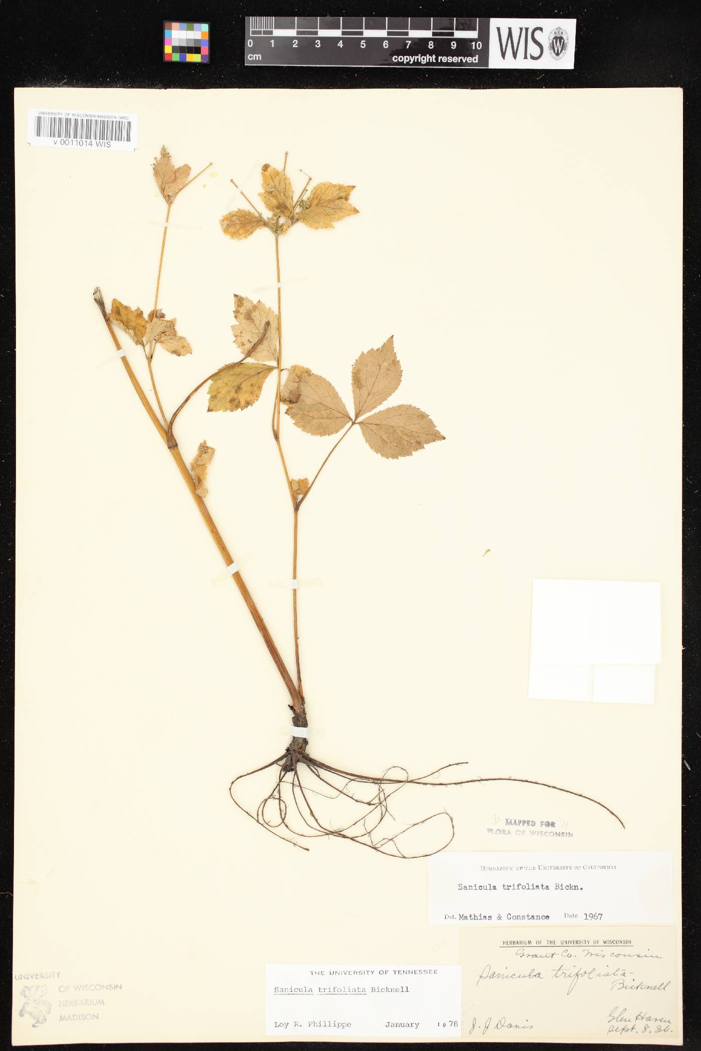 Sanicula trifoliata image