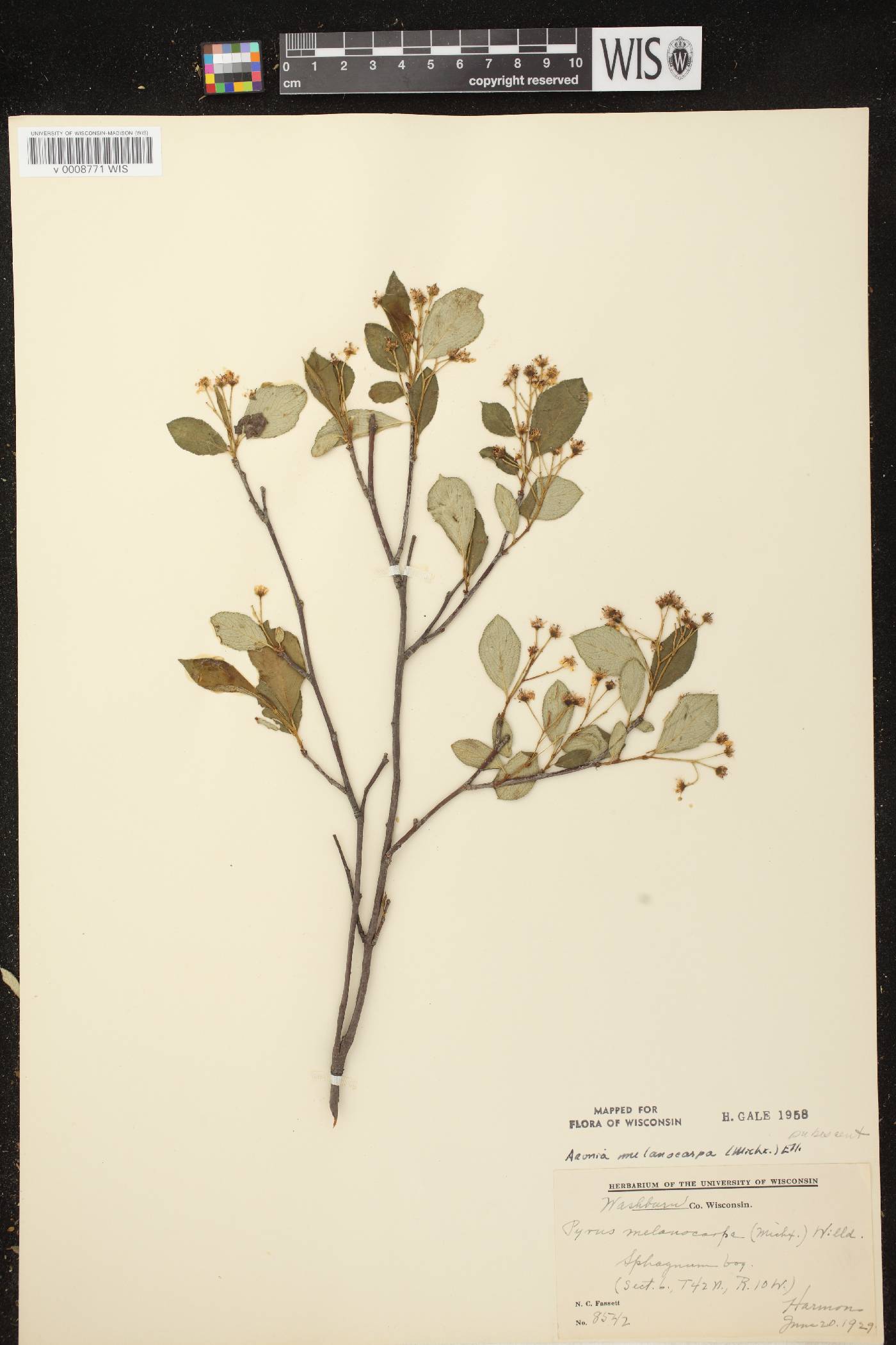 Aronia x prunifolia image