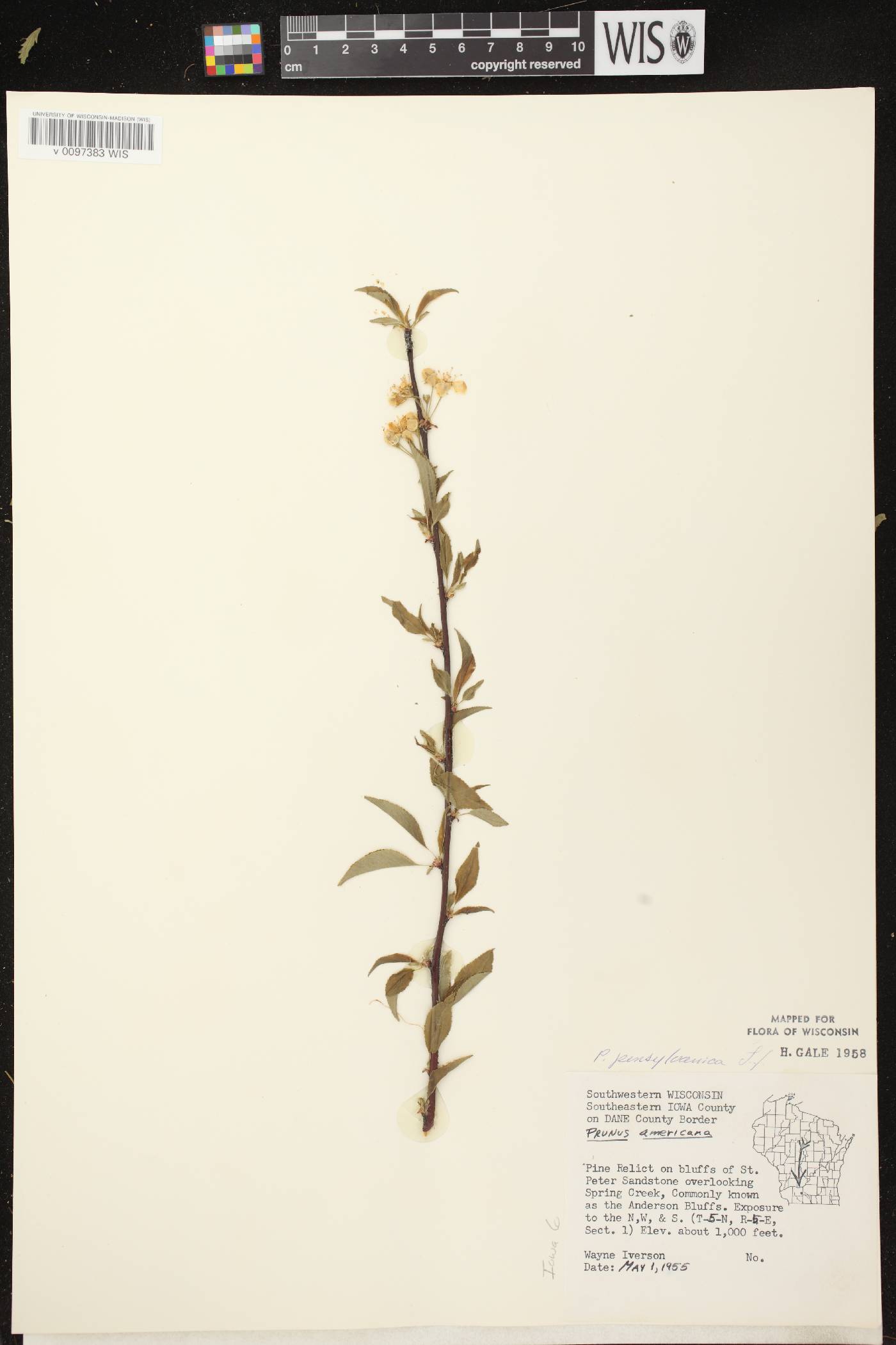 Prunus pensylvanica image