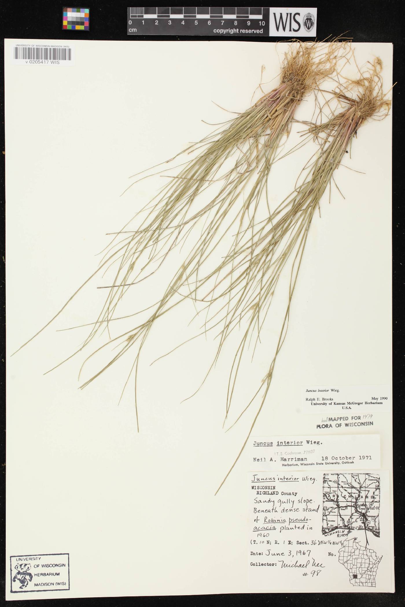 Juncus interior image