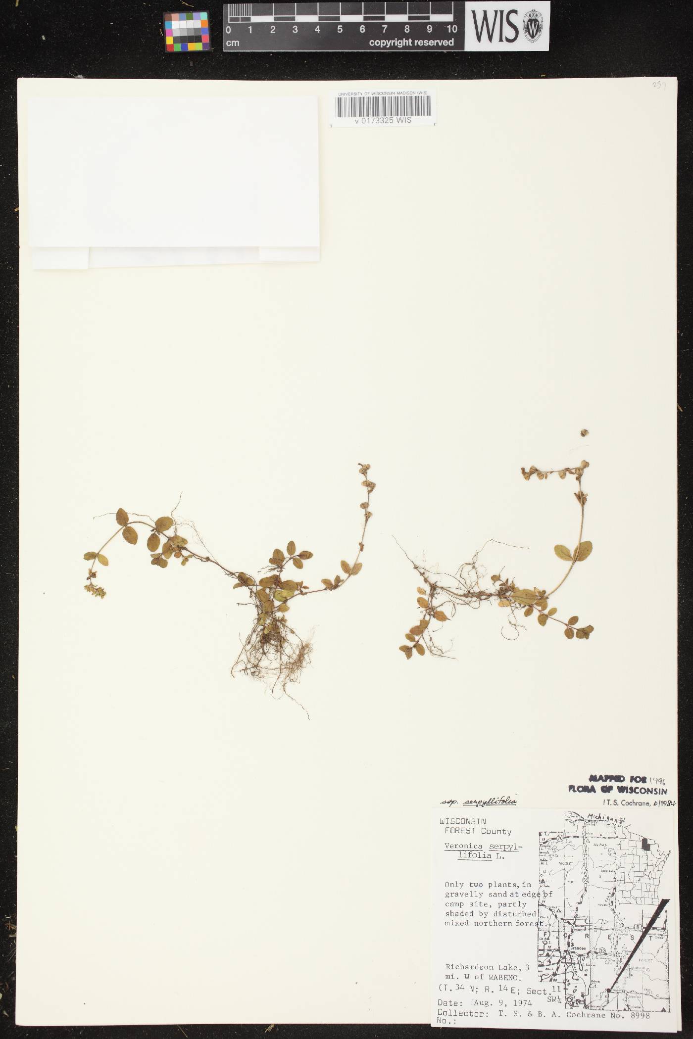 Veronica serpyllifolia subsp. serpyllifolia image