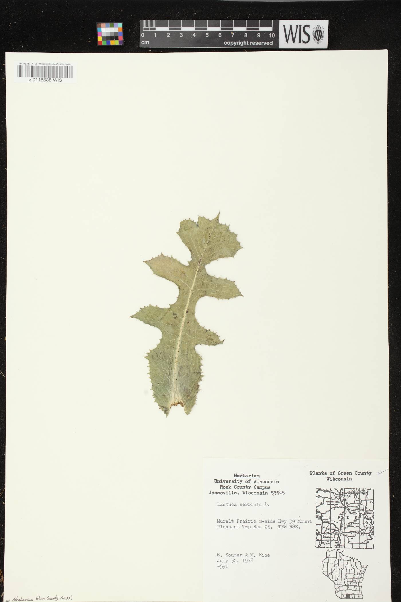 Lactuca serriola image