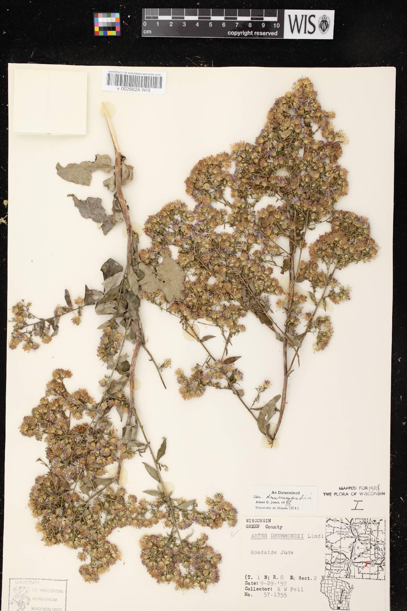 Symphyotrichum drummondii var. drummondii image