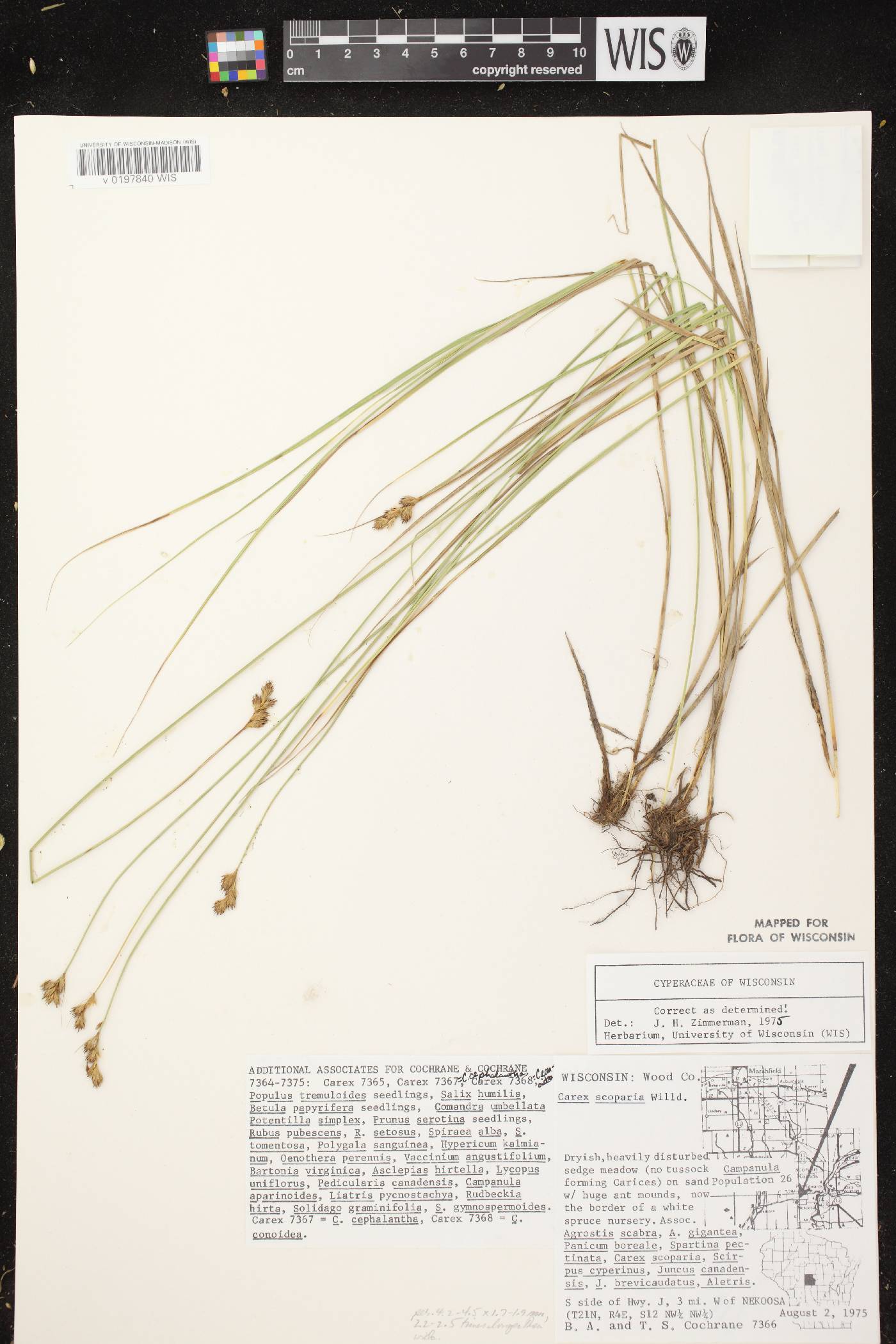 Carex scoparia var. scoparia image