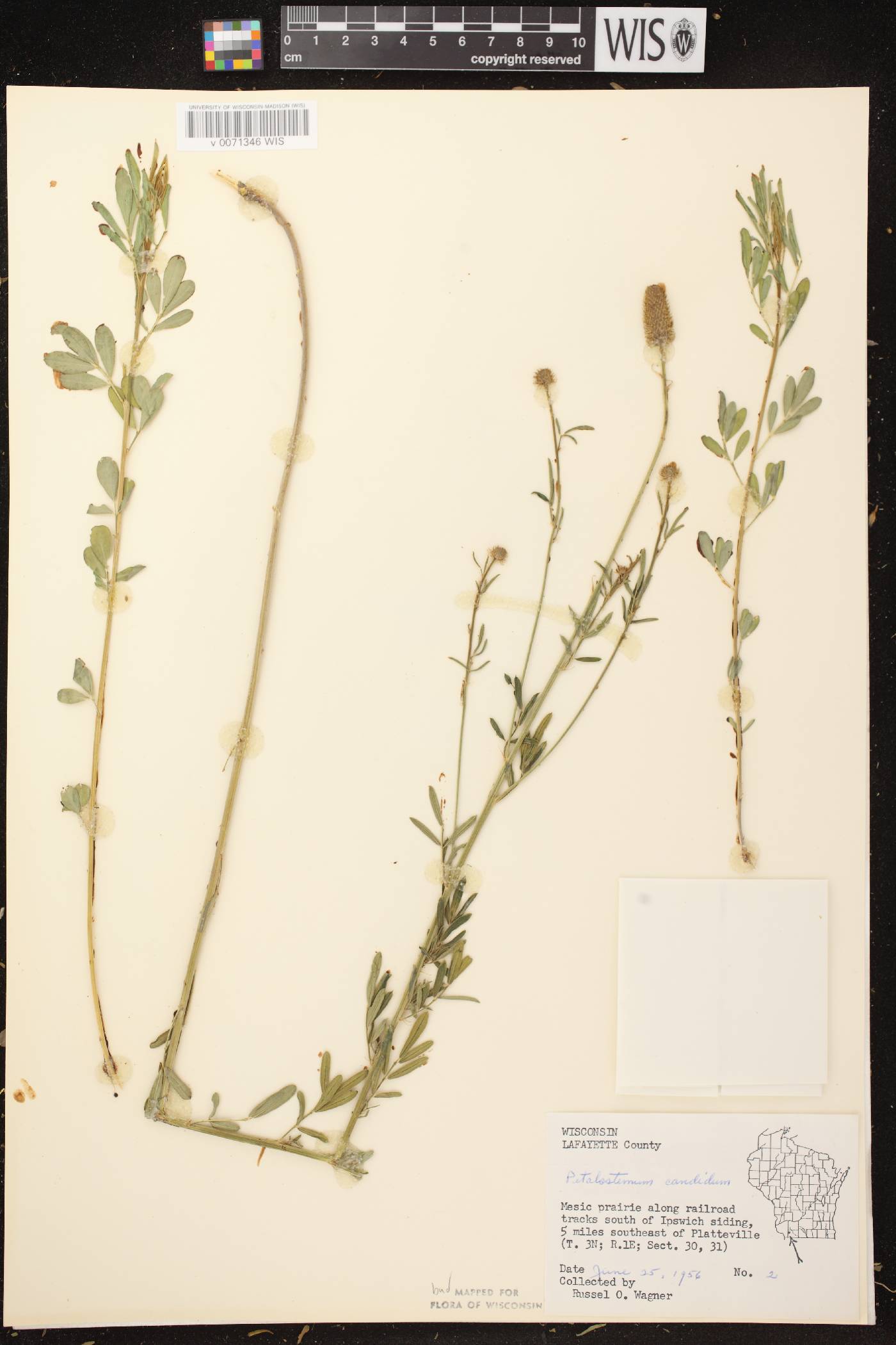 Dalea candida image