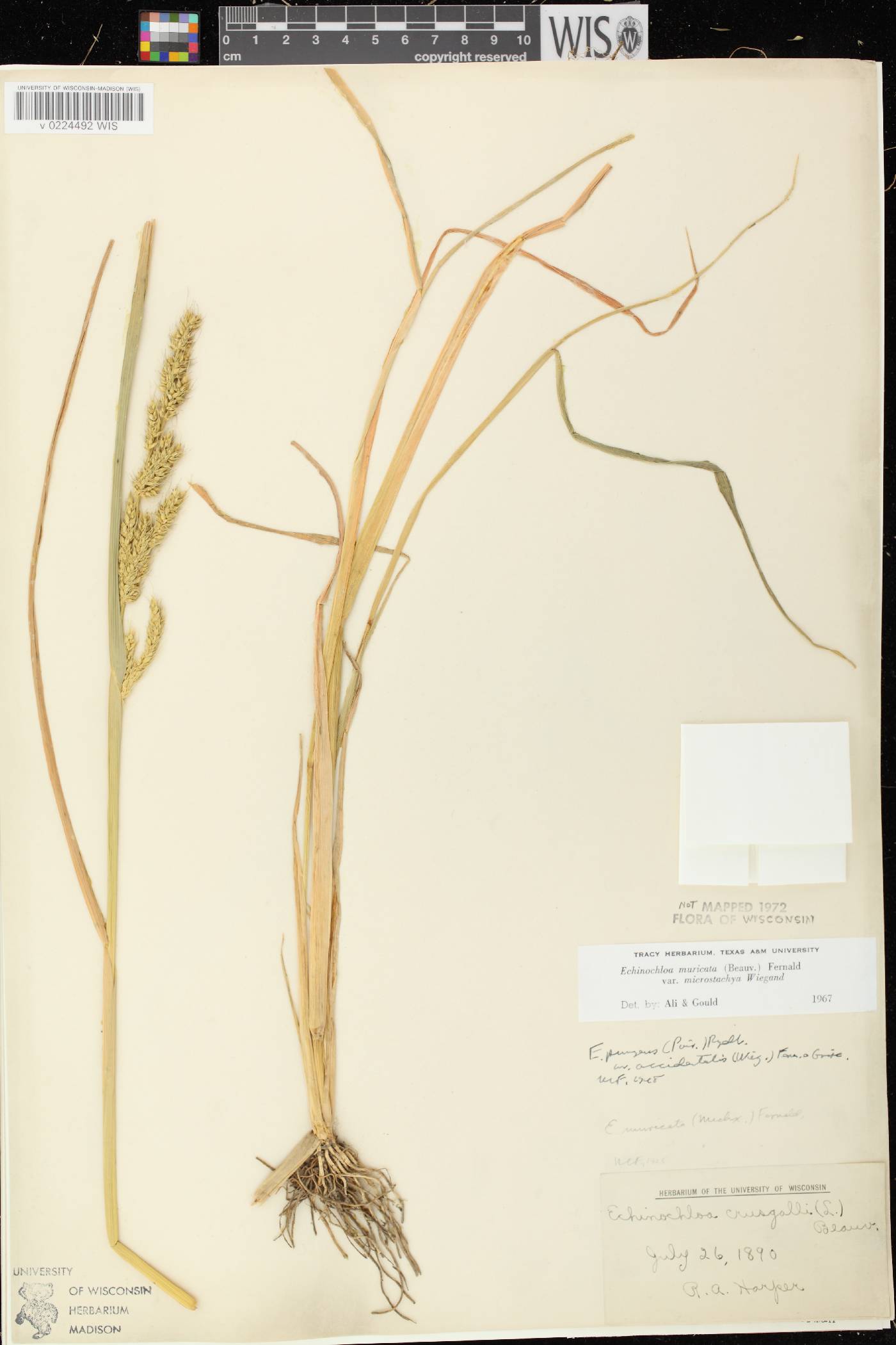 Echinochloa muricata var. microstachya image