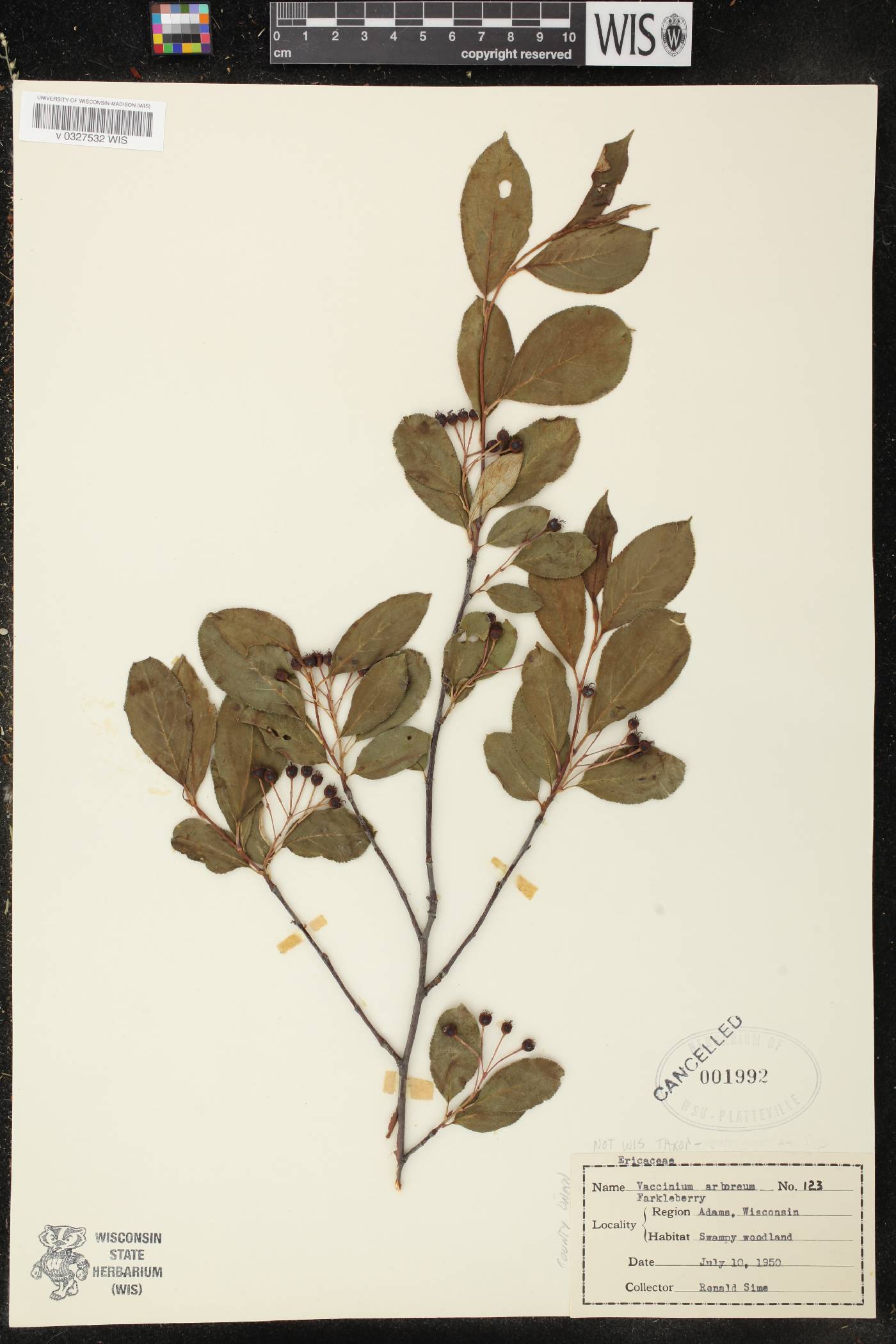 Aronia x prunifolia image