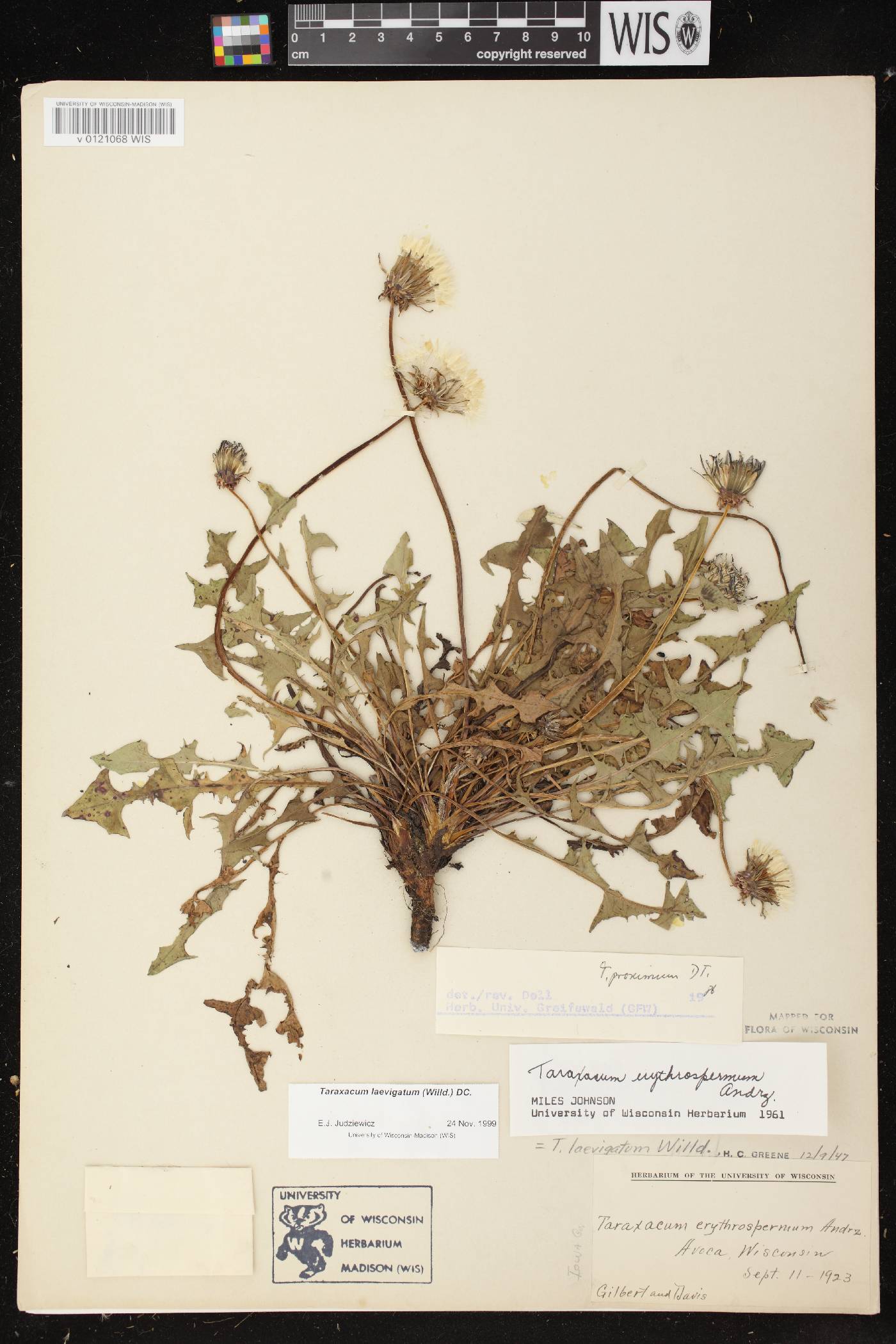 Taraxacum erythrospermum image