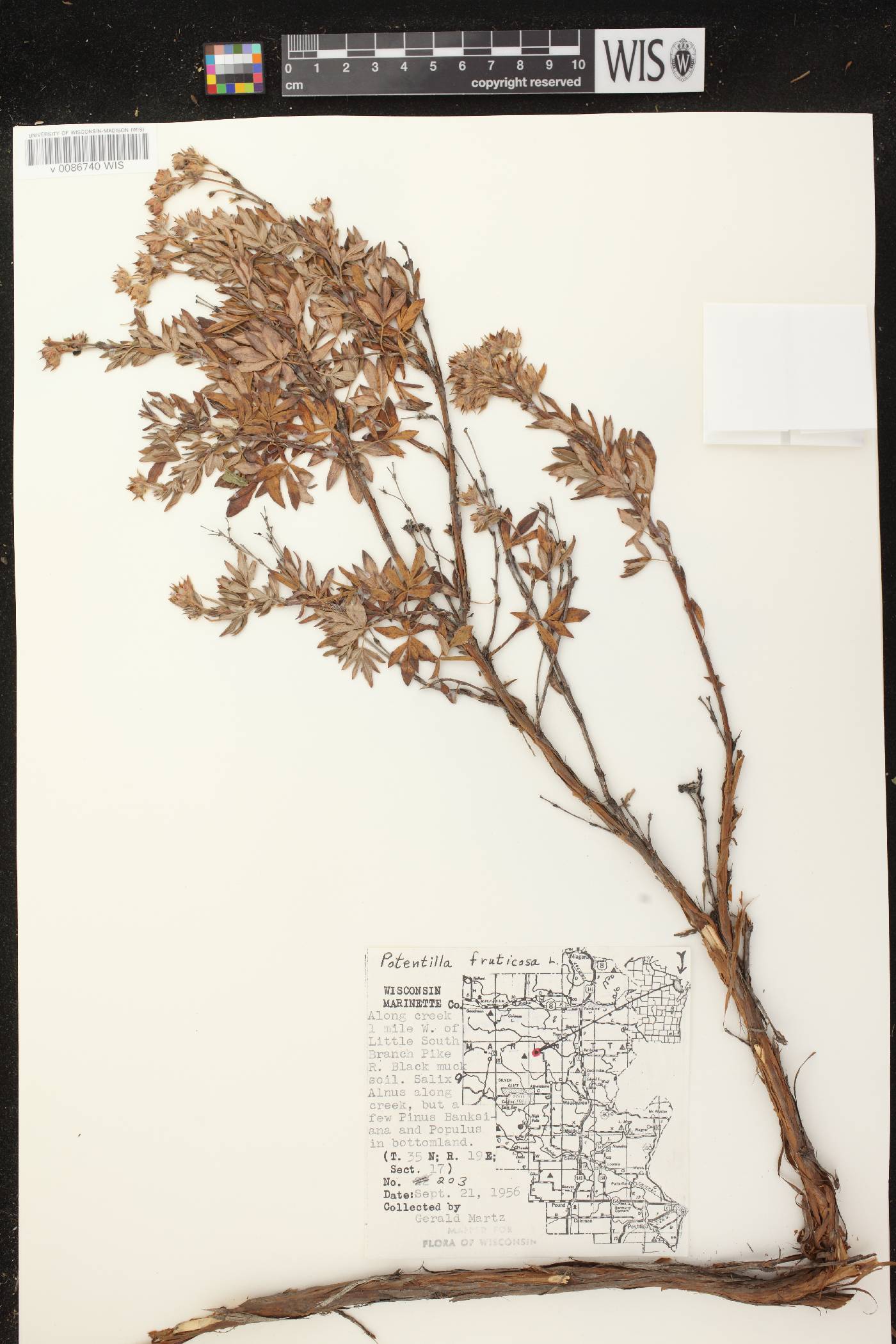 Dasiphora fruticosa image
