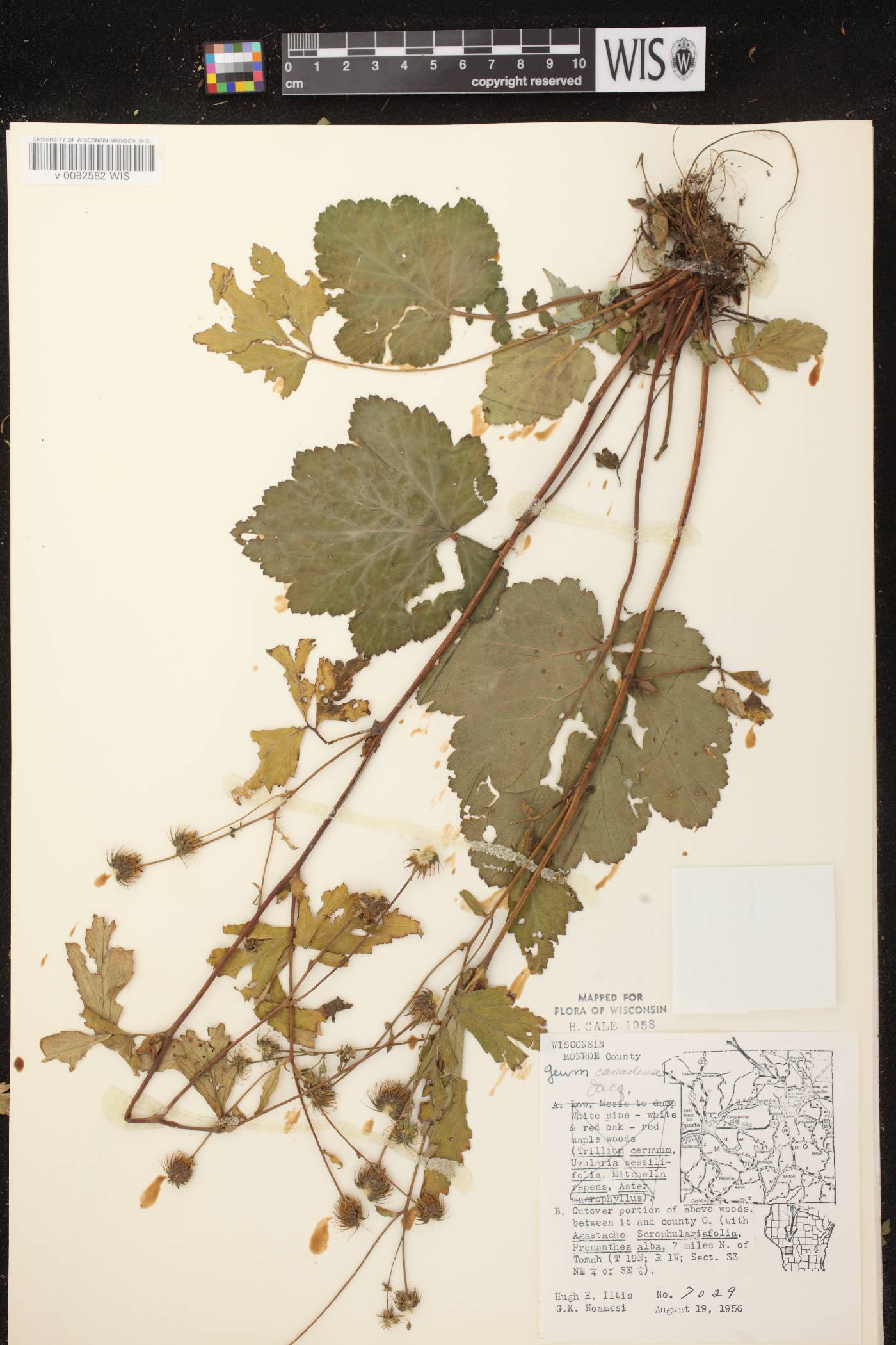 Geum canadense image