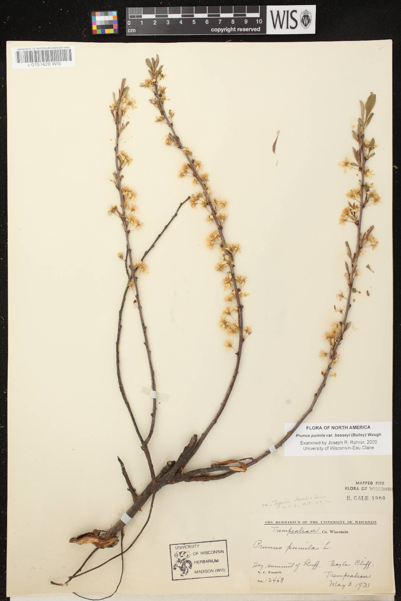 Prunus pumila image