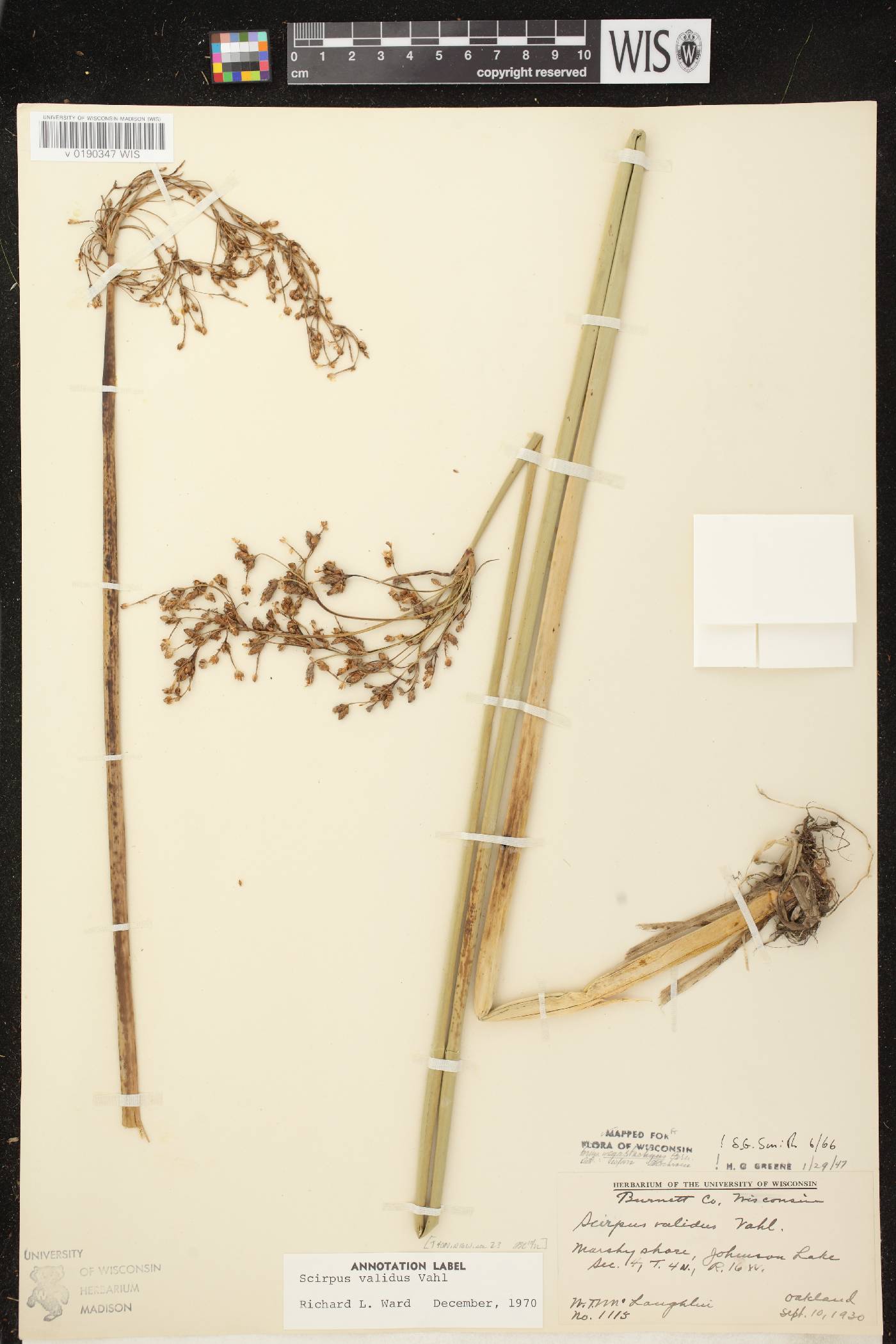 Schoenoplectus tabernaemontani image