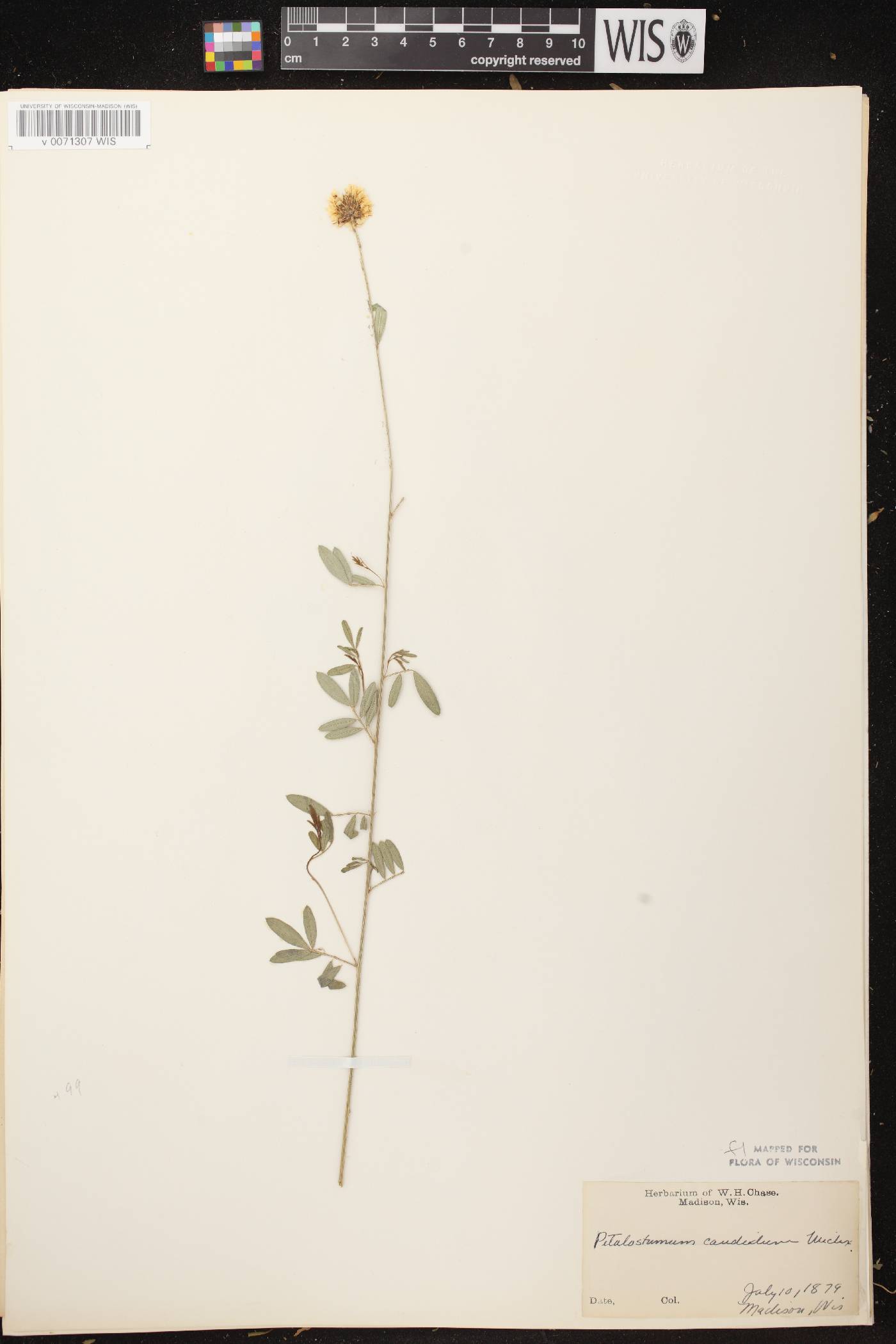 Dalea candida image