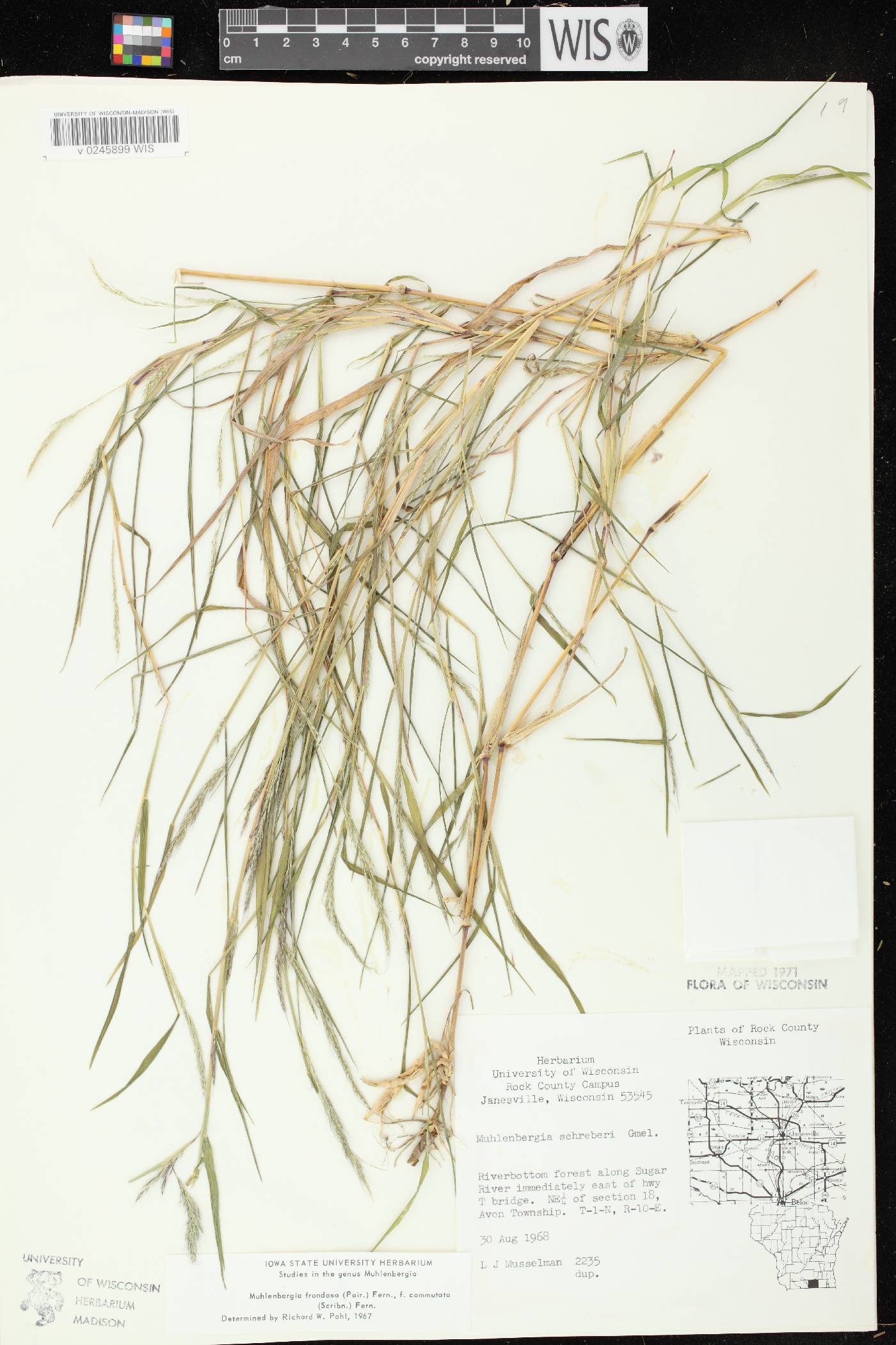 Muhlenbergia frondosa image