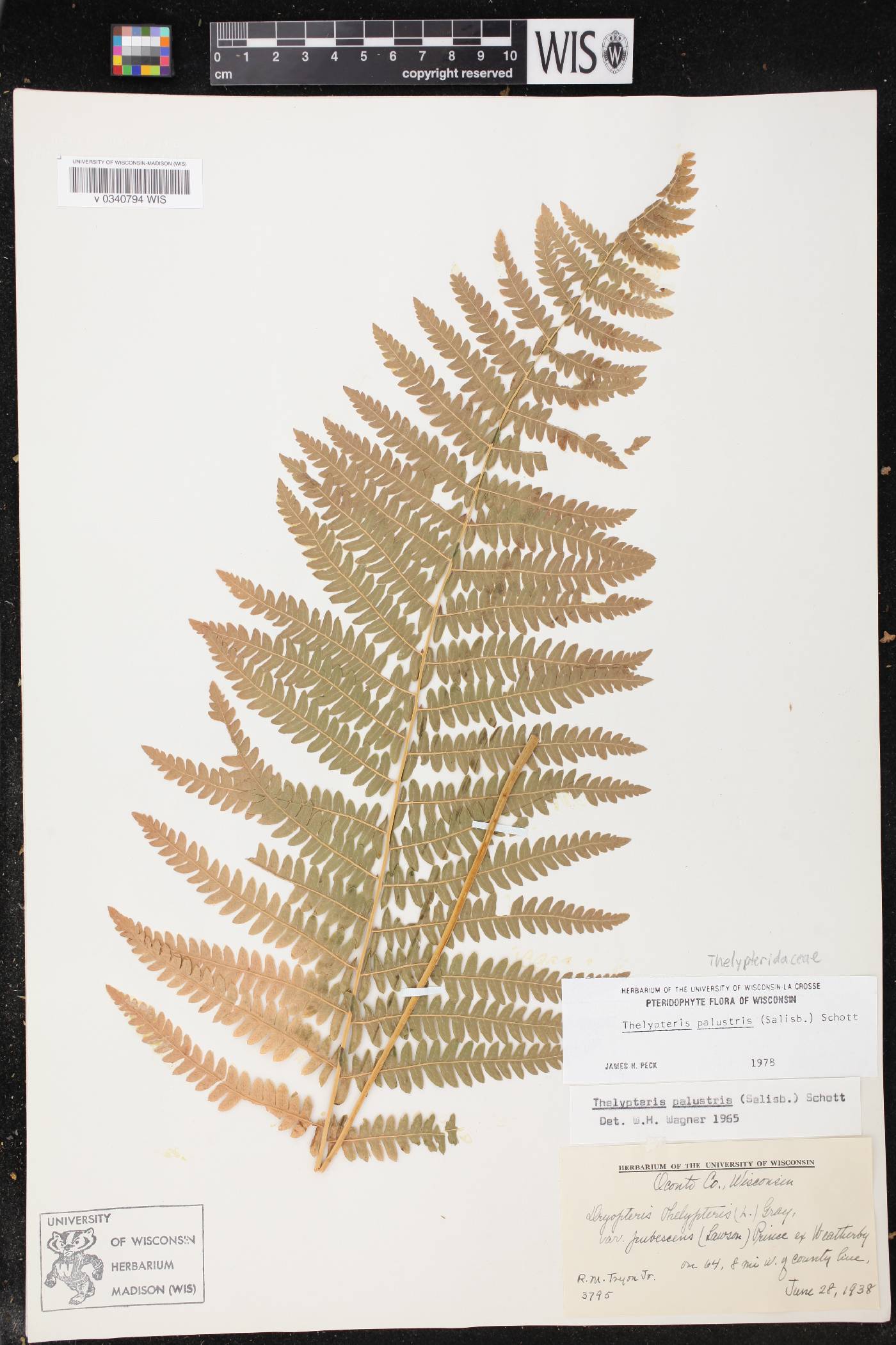 Thelypteris palustris image