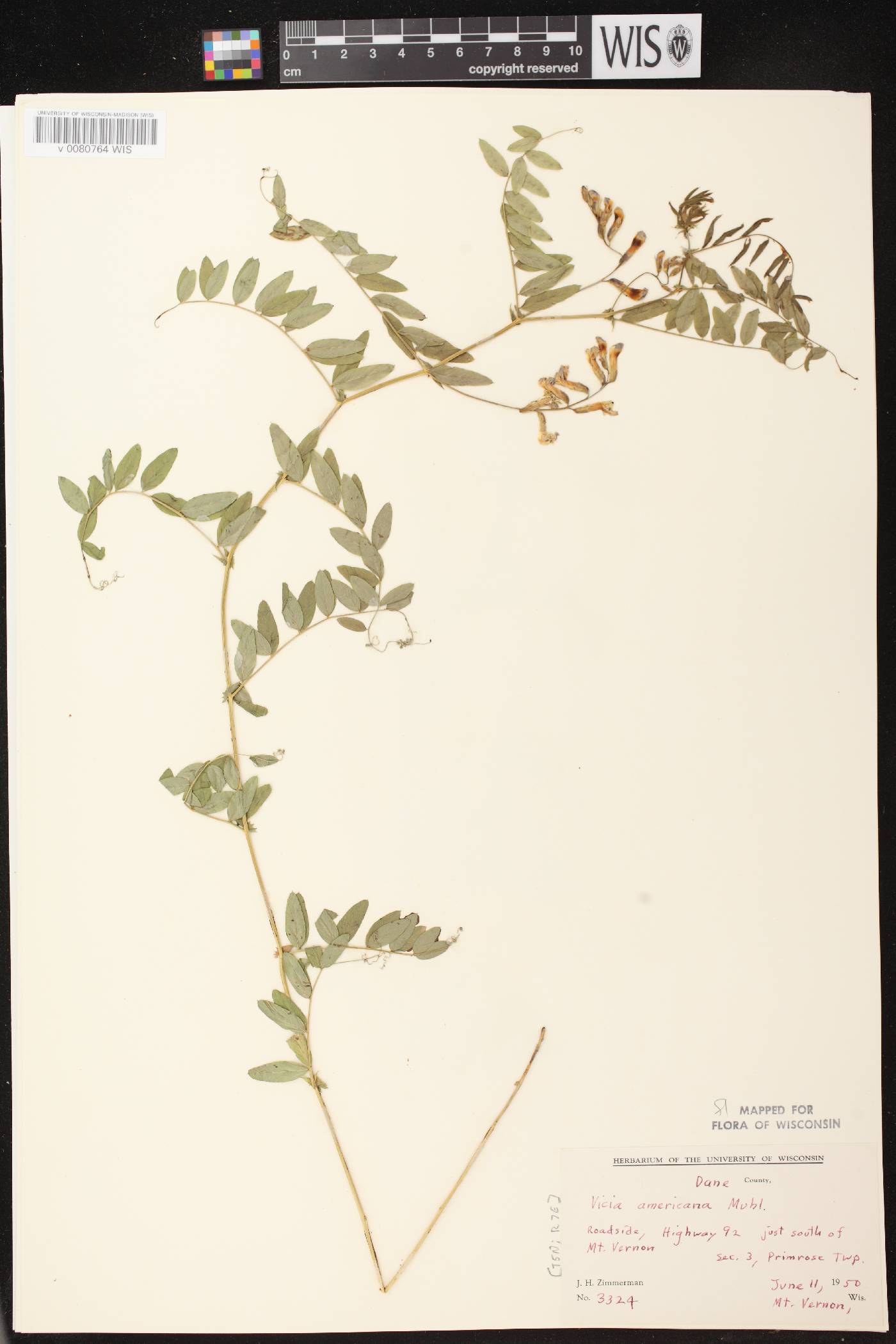 Vicia americana image