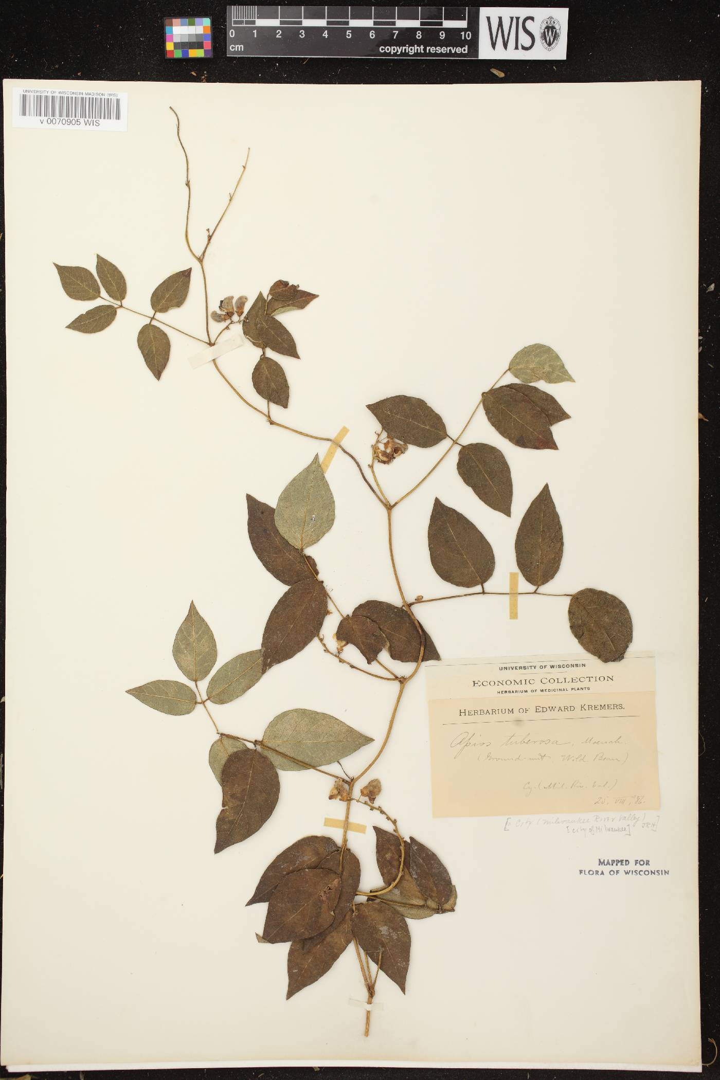 Apios americana image