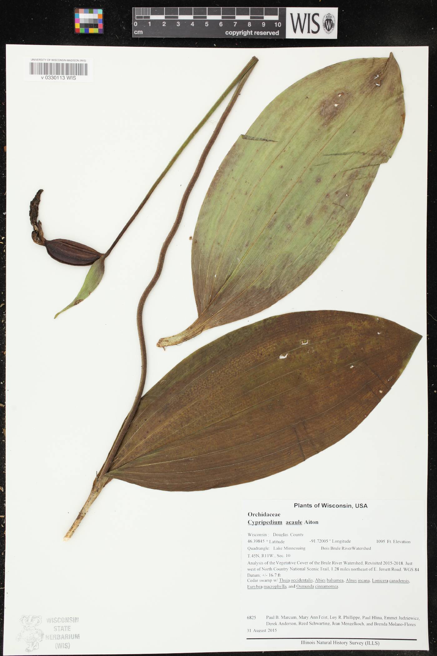 Cypripedium acaule image