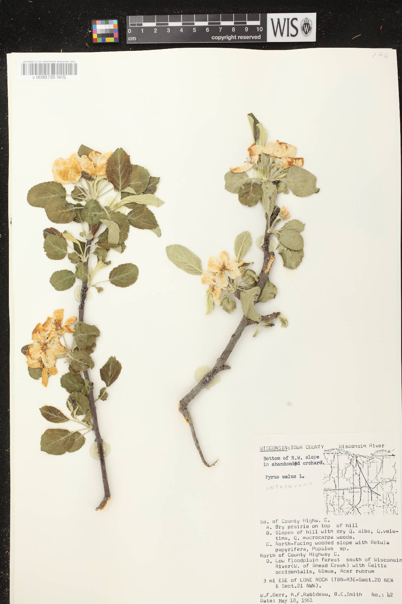 Malus pumila image