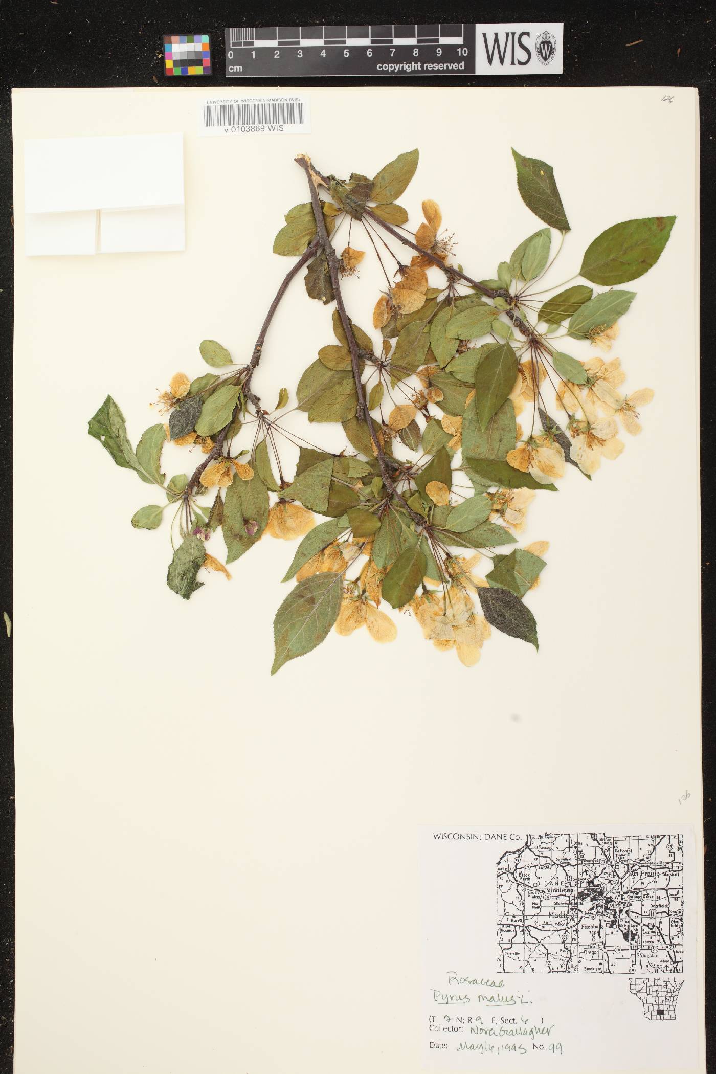 Malus pumila image