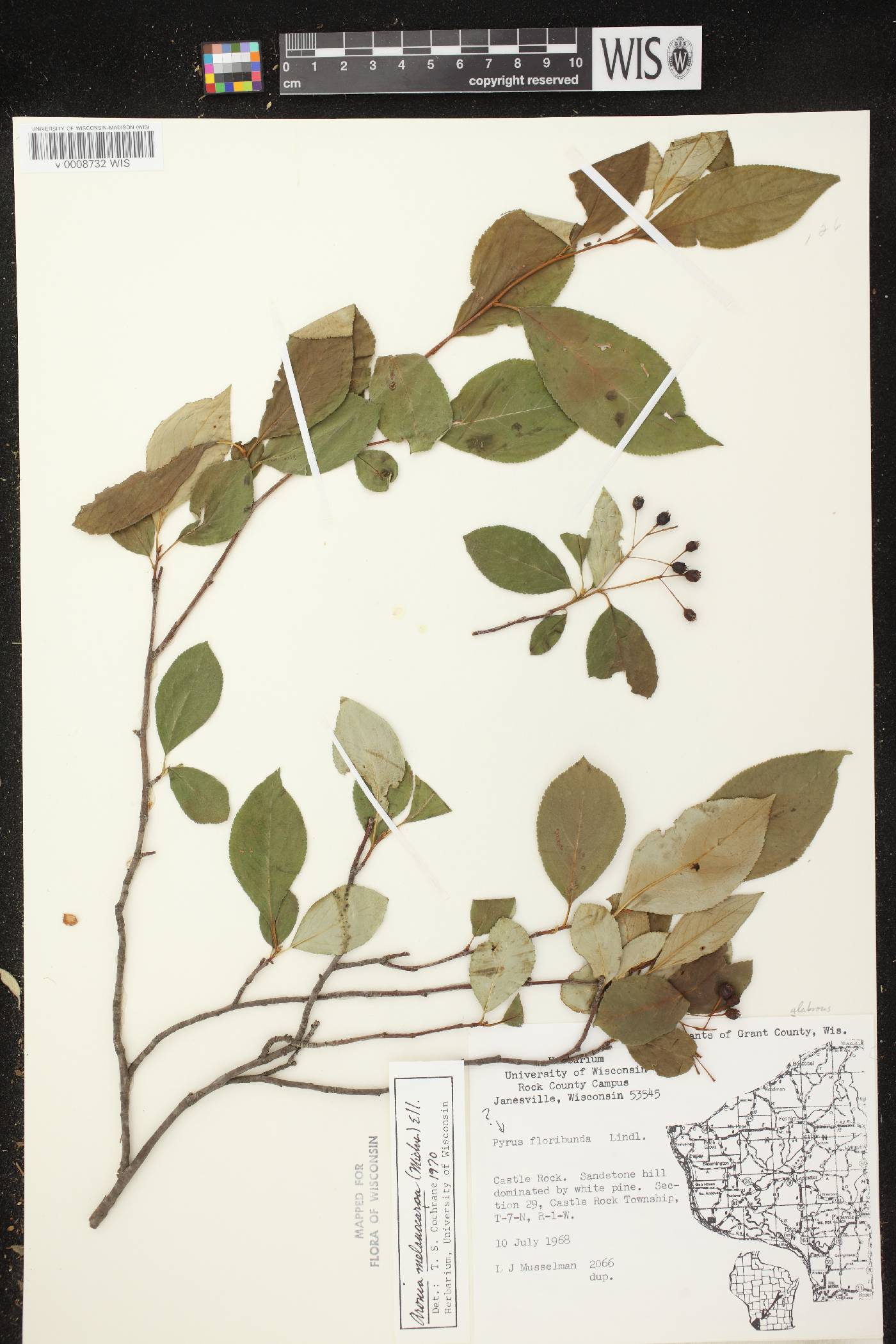 Aronia x prunifolia image