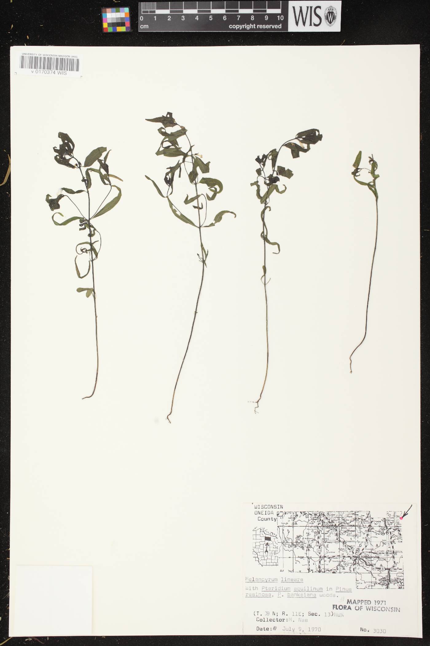 Melampyrum lineare image