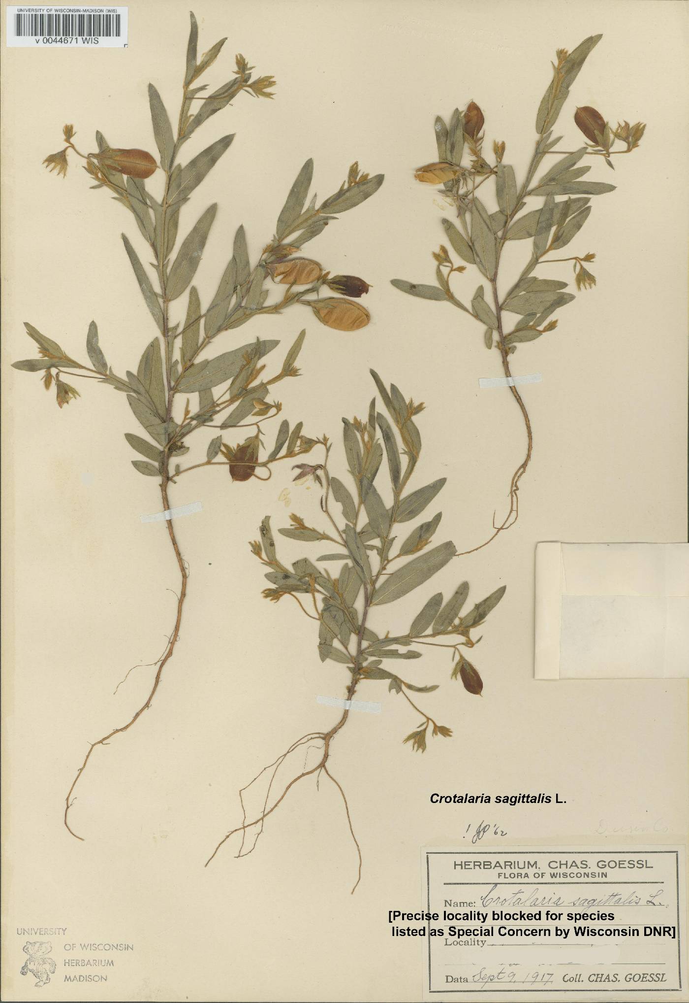 Crotalaria sagittalis image