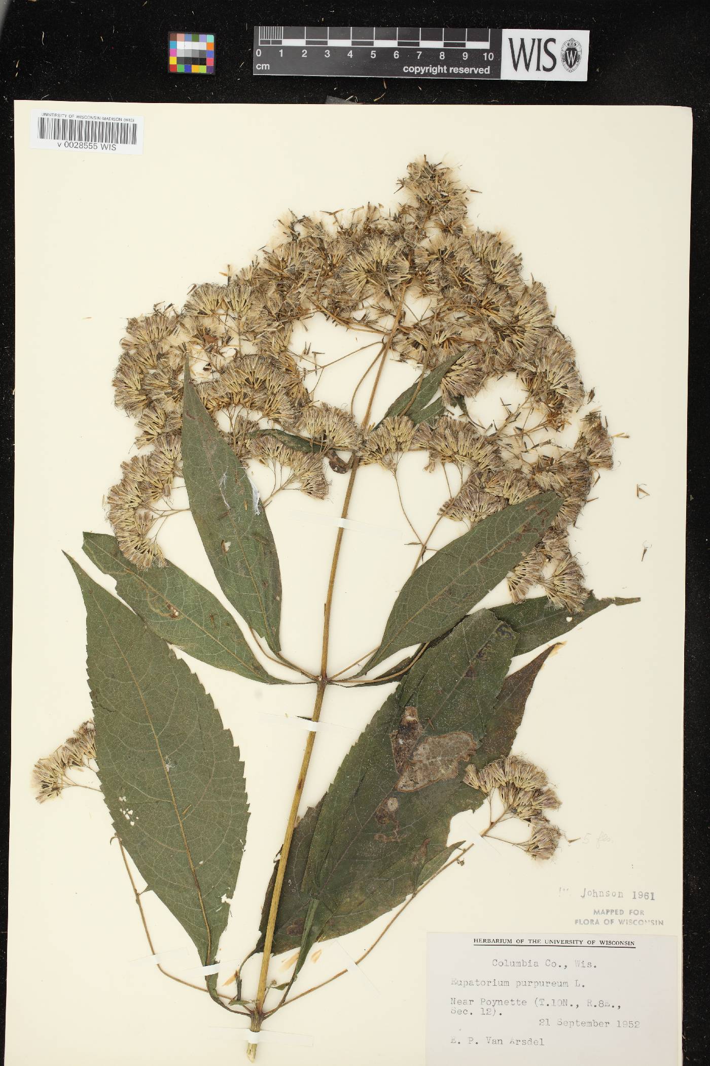 Eutrochium purpureum image