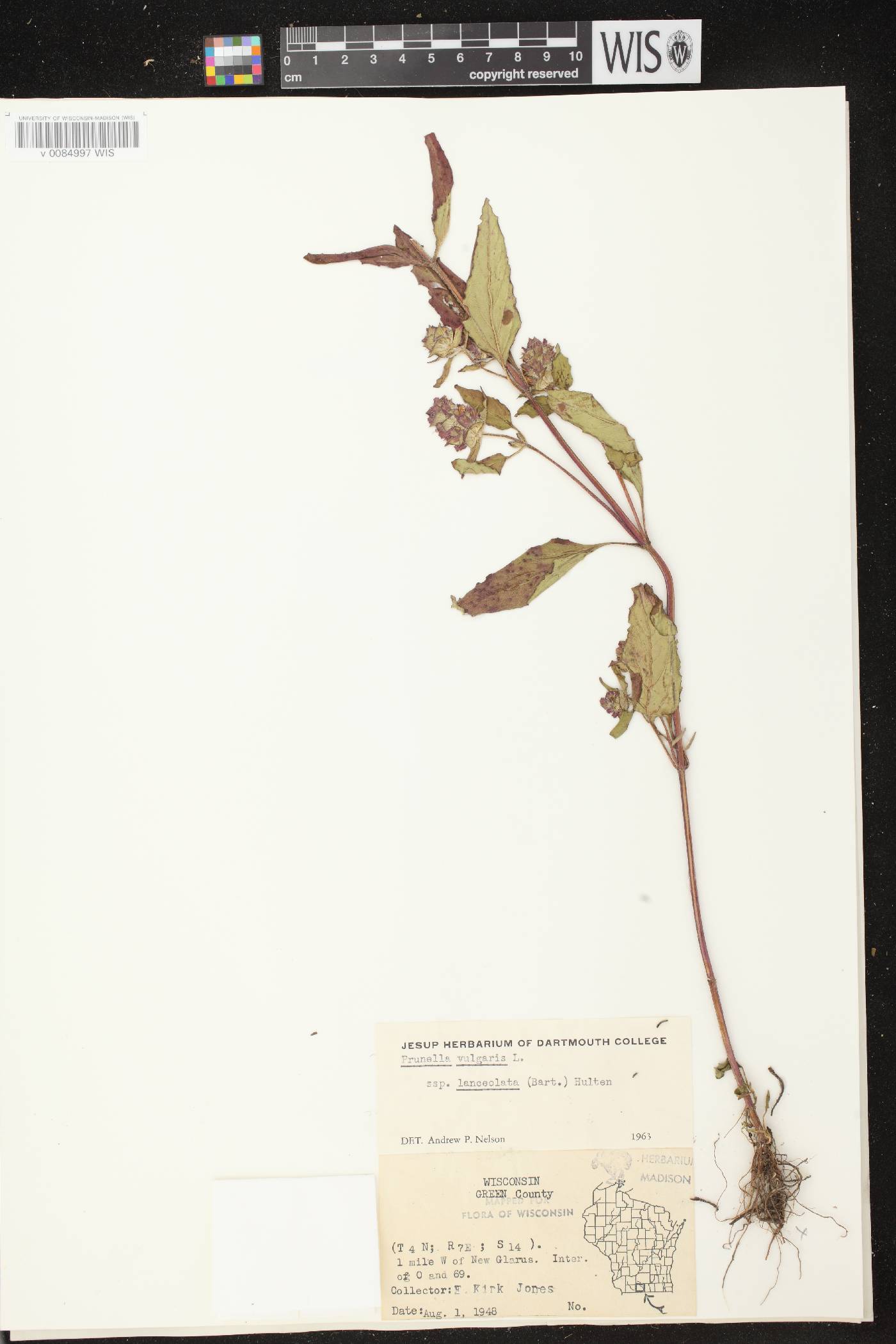 Prunella vulgaris image