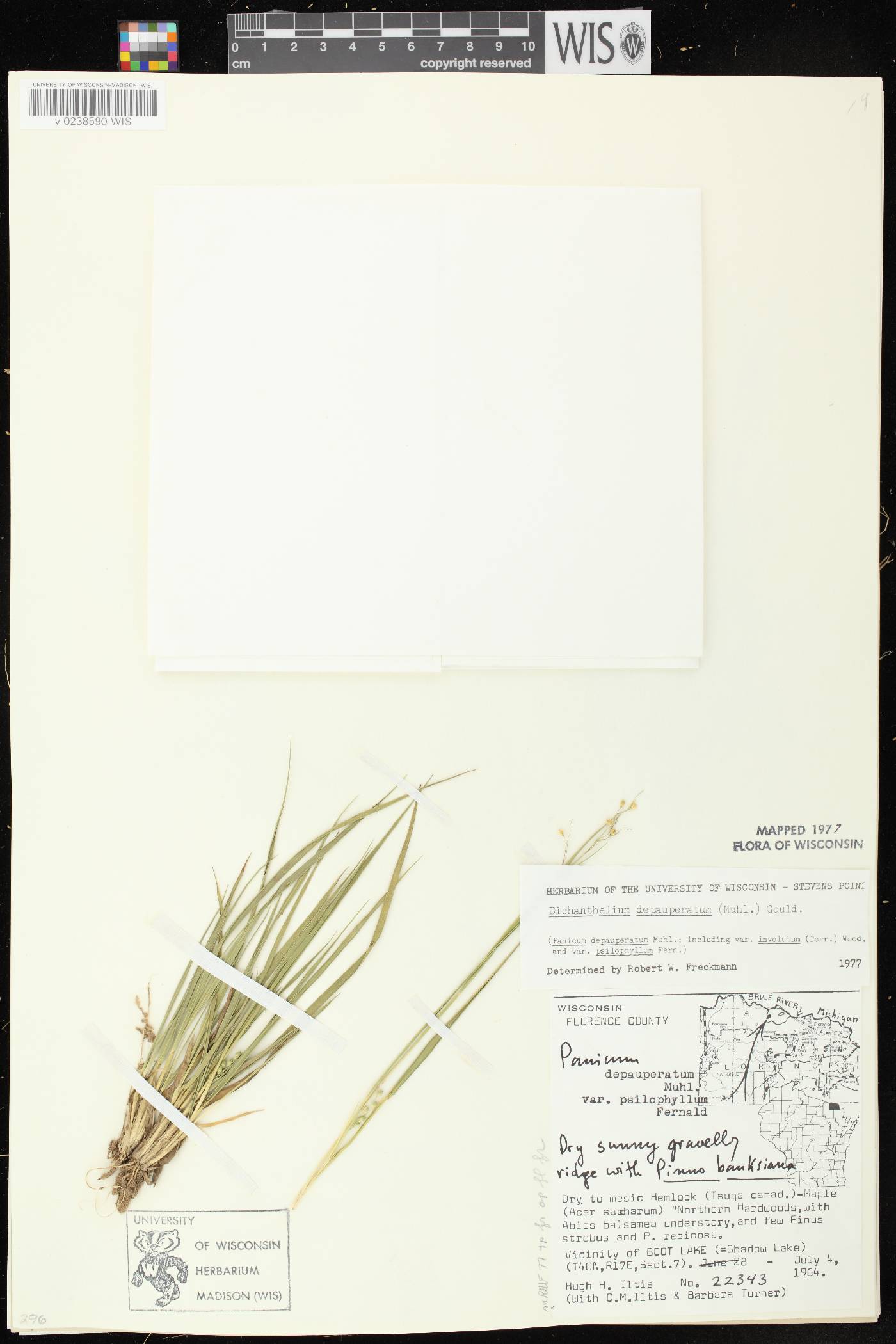 Dichanthelium depauperatum image
