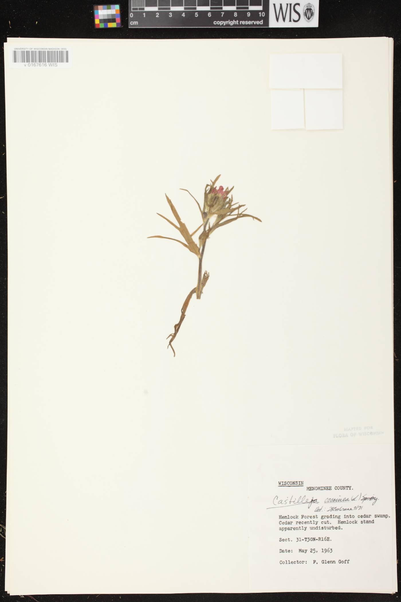 Castilleja coccinea image