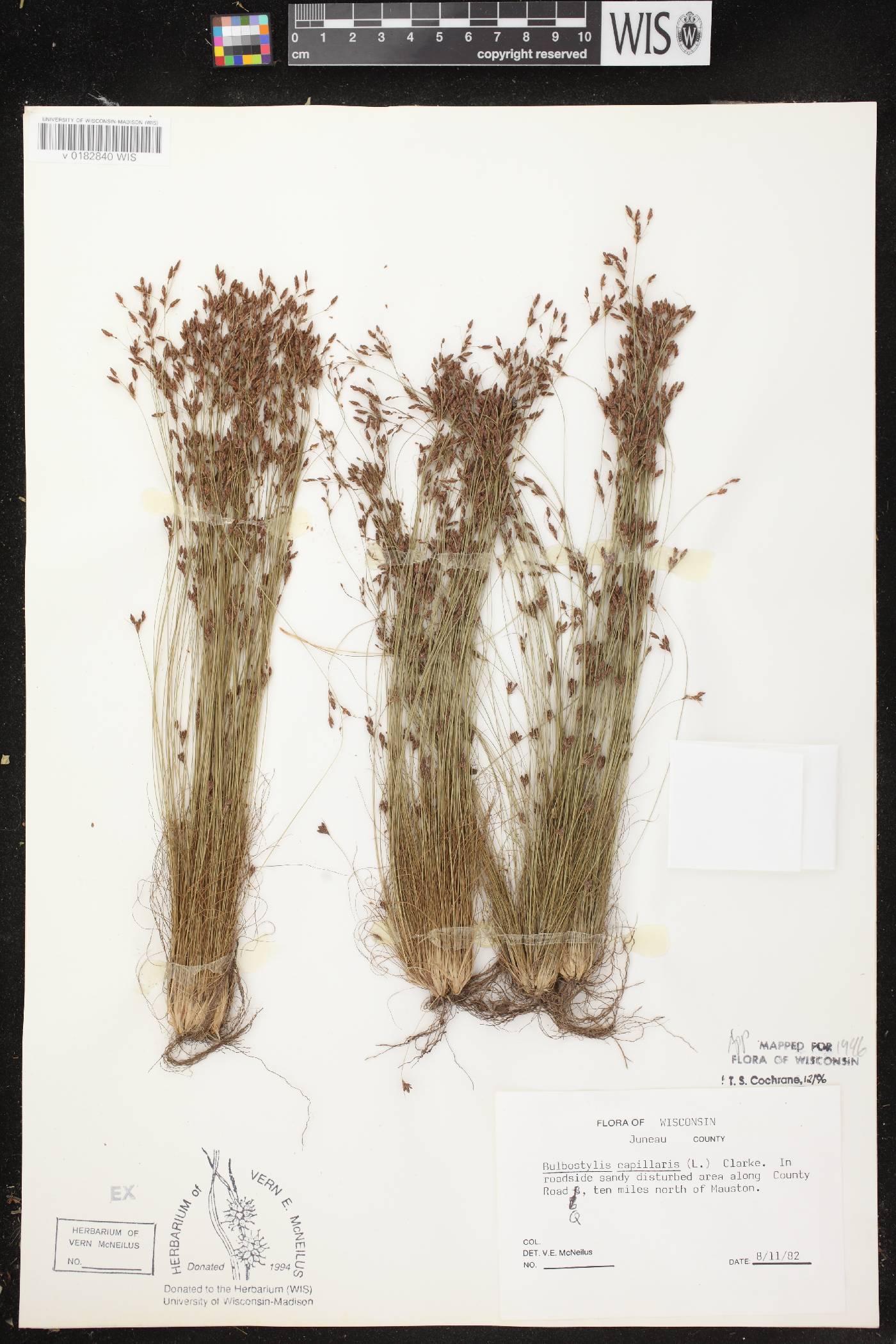 Bulbostylis capillaris image