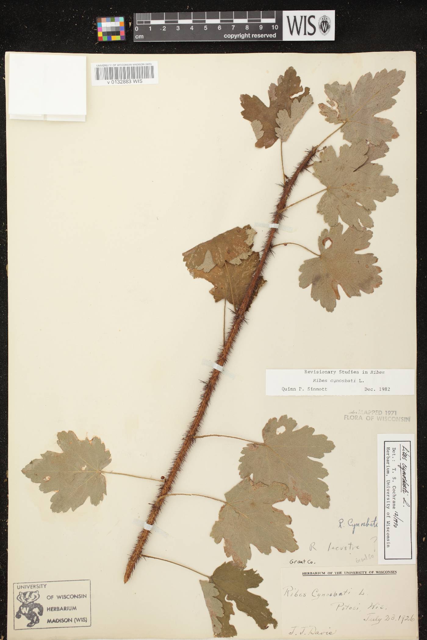 Ribes cynosbati image