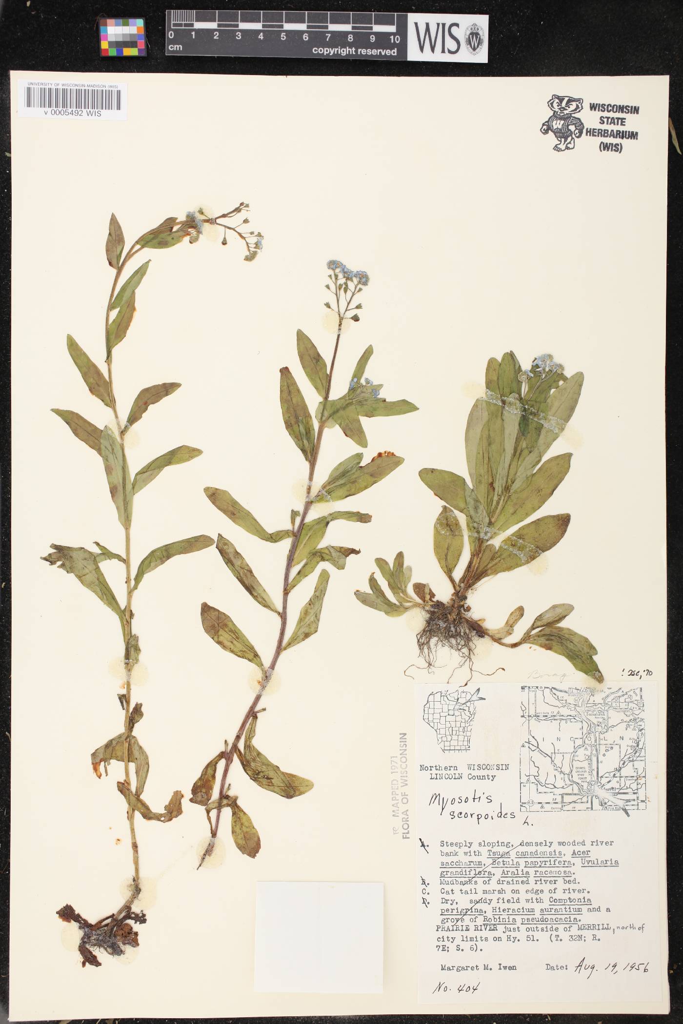 Myosotis scorpioides image