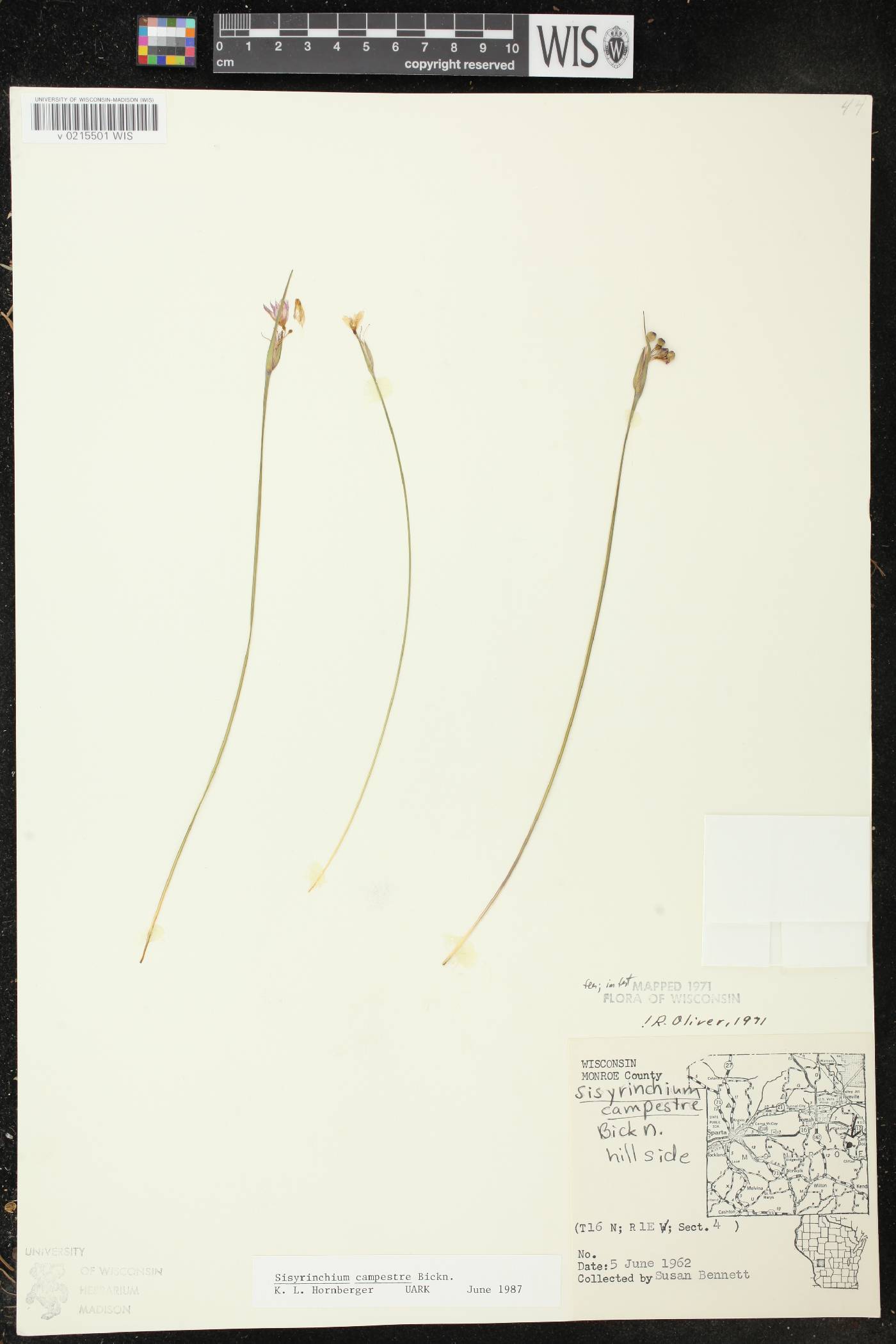 Sisyrinchium campestre image